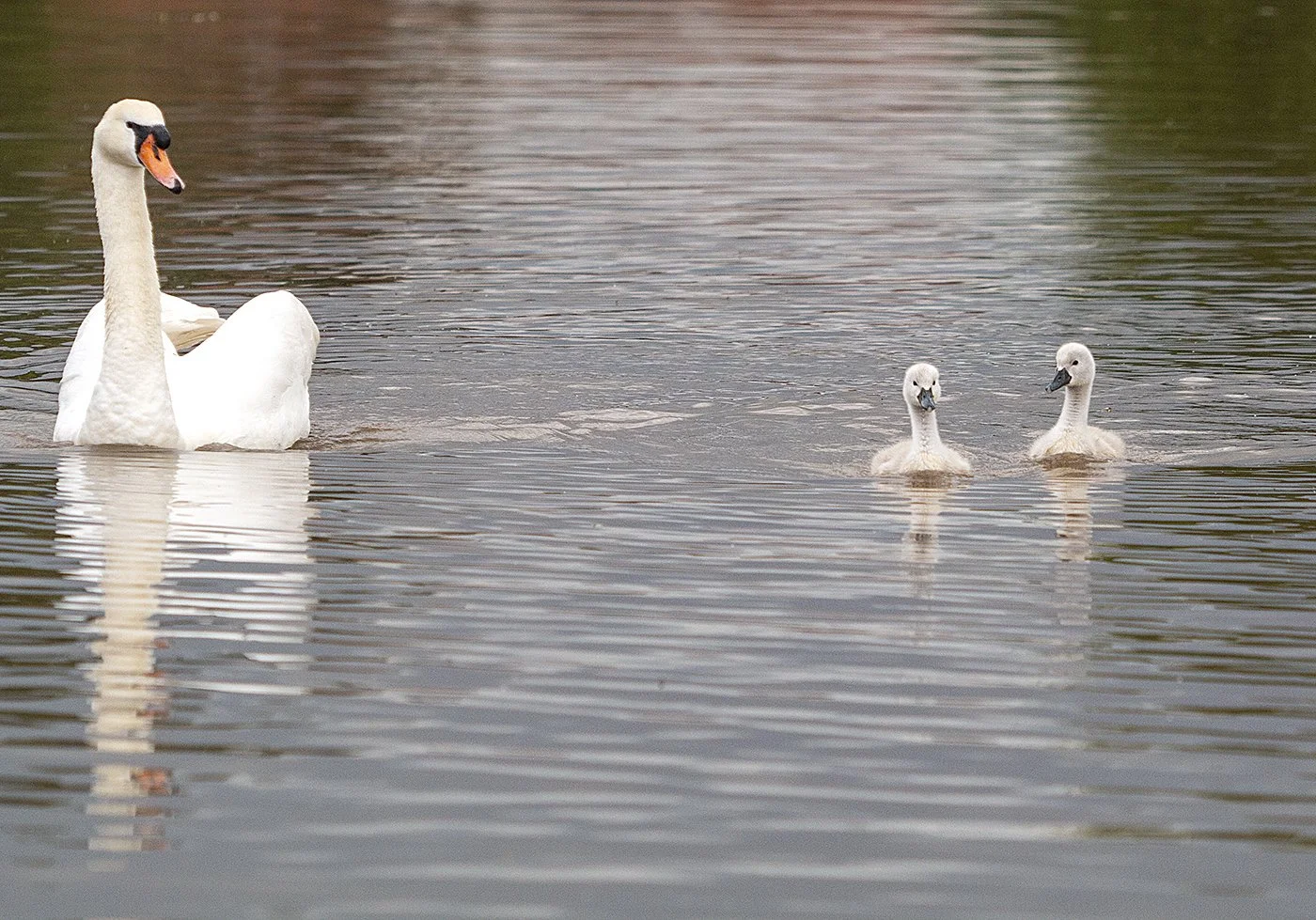 126 23 colour round 1 Under the Watchful Eye.jpg