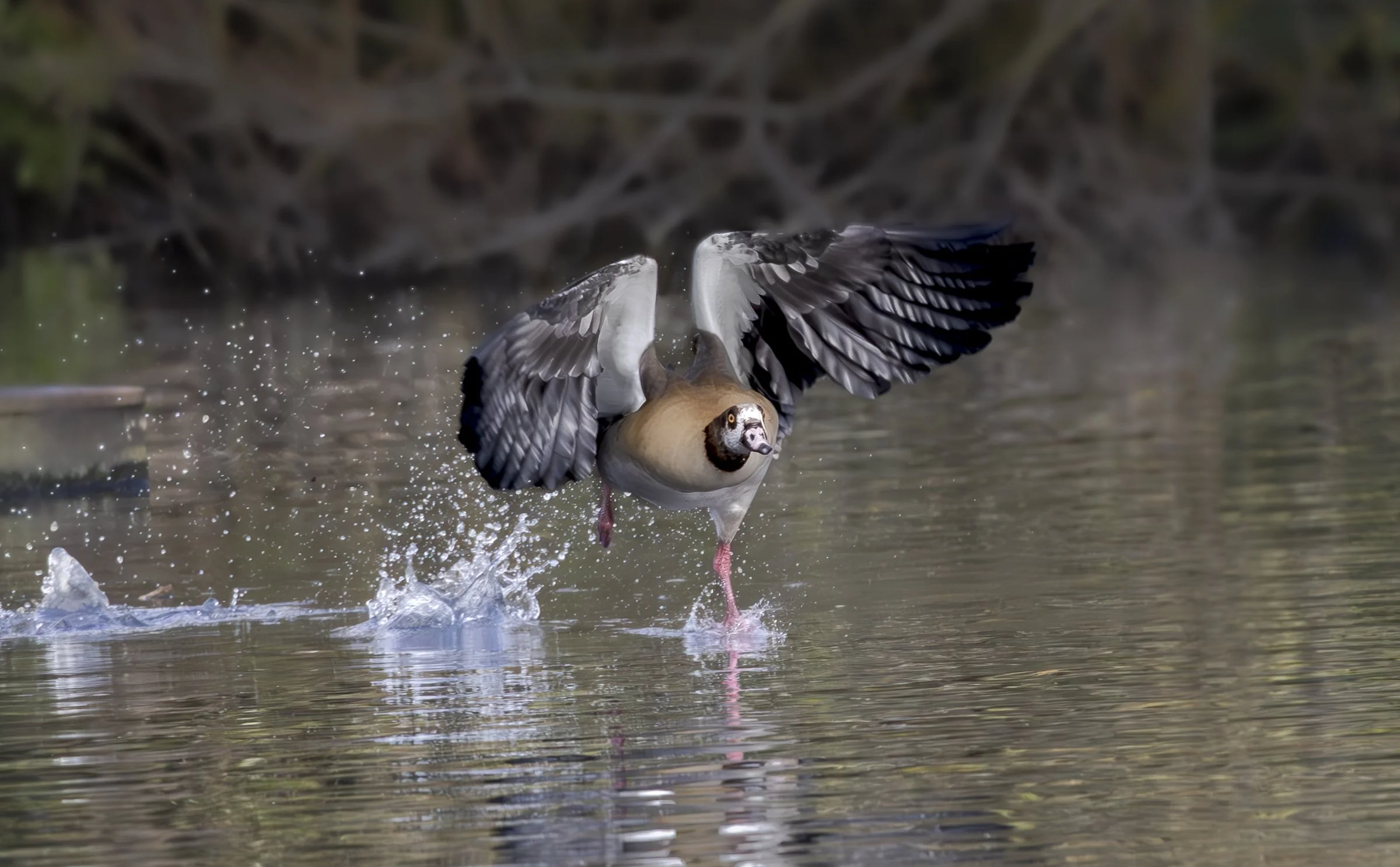 26 133 Nature 02 Cleared for Take off.jpg