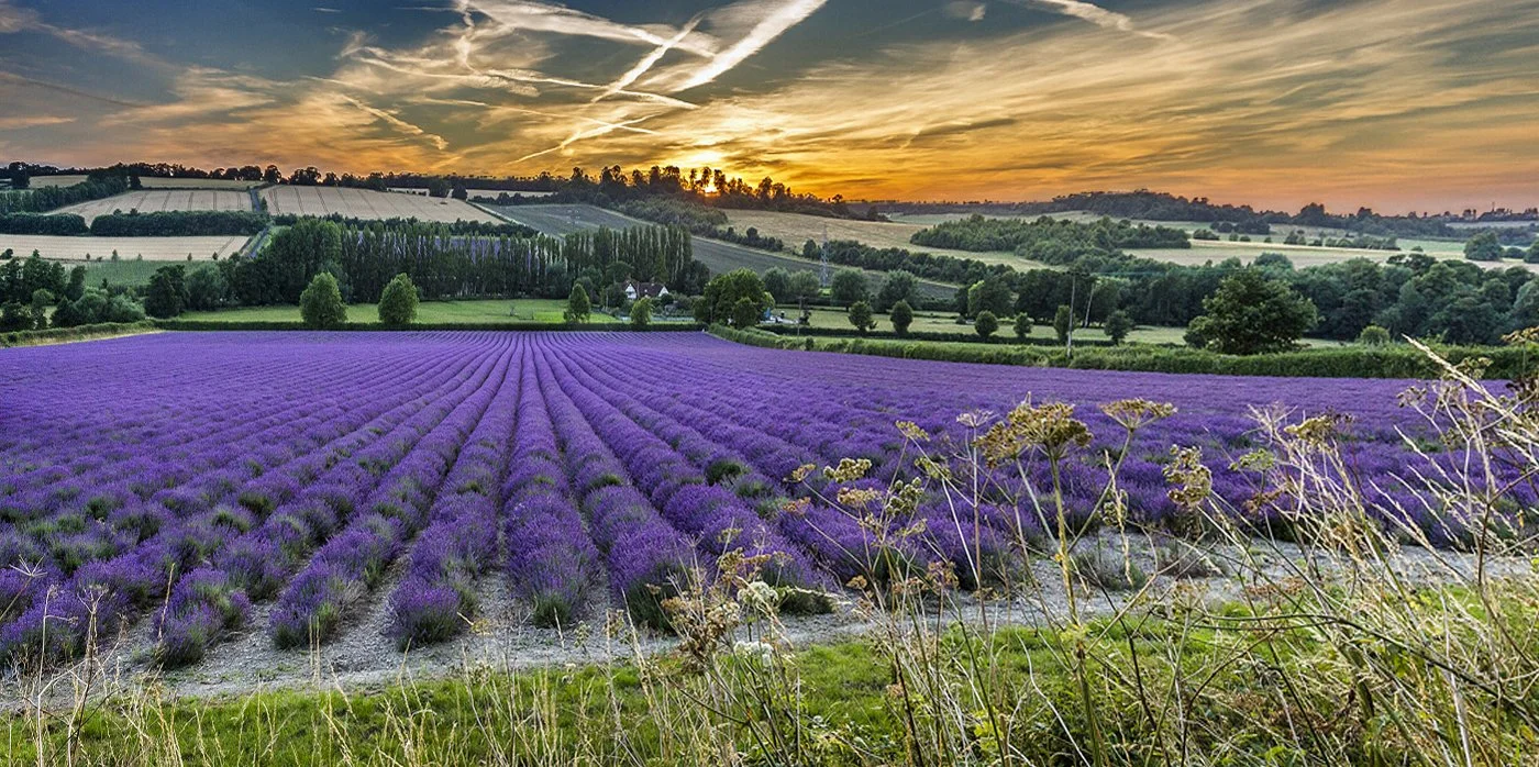 Shoreham Lavender Fields Just Before Dusk