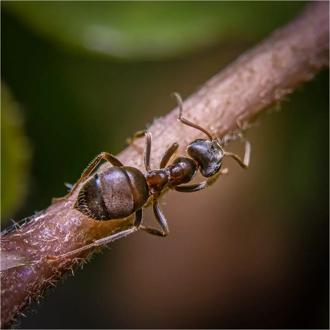 Garden Ant