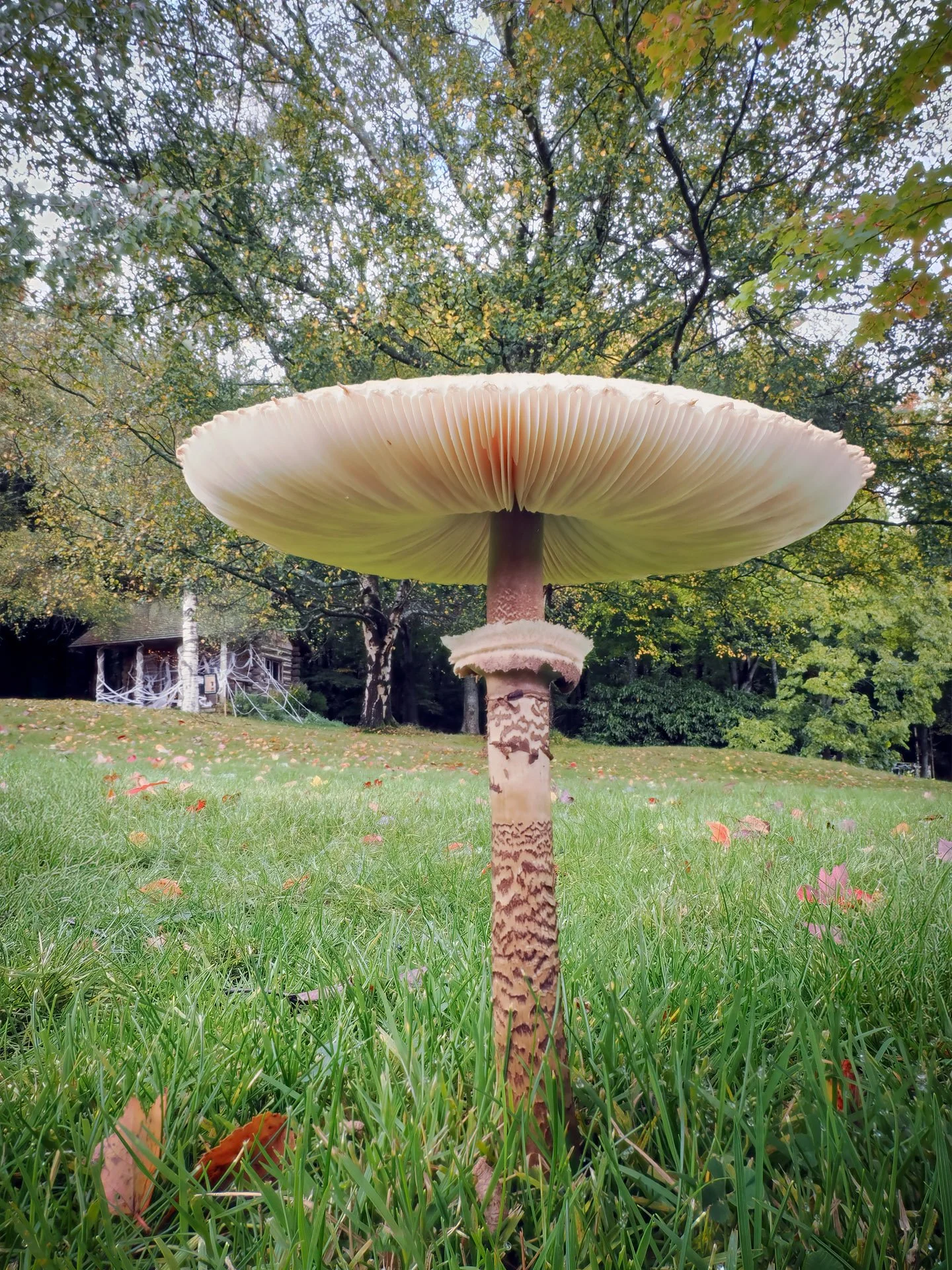 Large Parasol Fungus