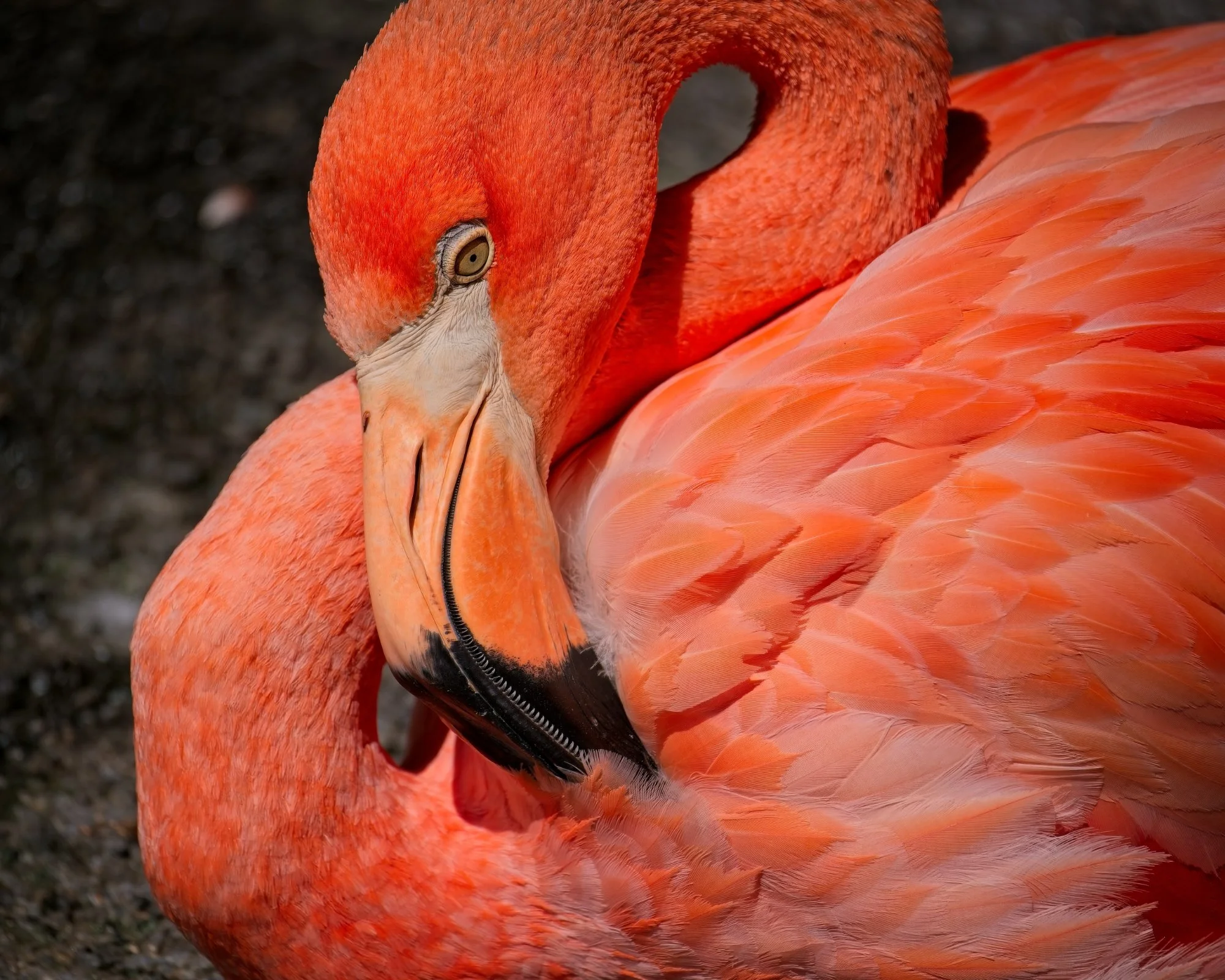 25-132 PDI Comps Colour Round 1 01 Pretty in Pink.jpg