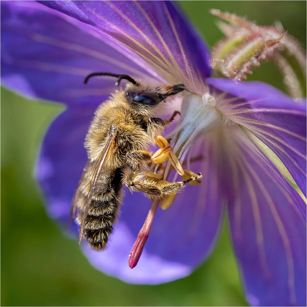 Hairy Legged Bee