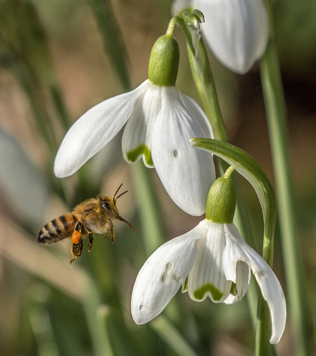 Snowdrop visitor