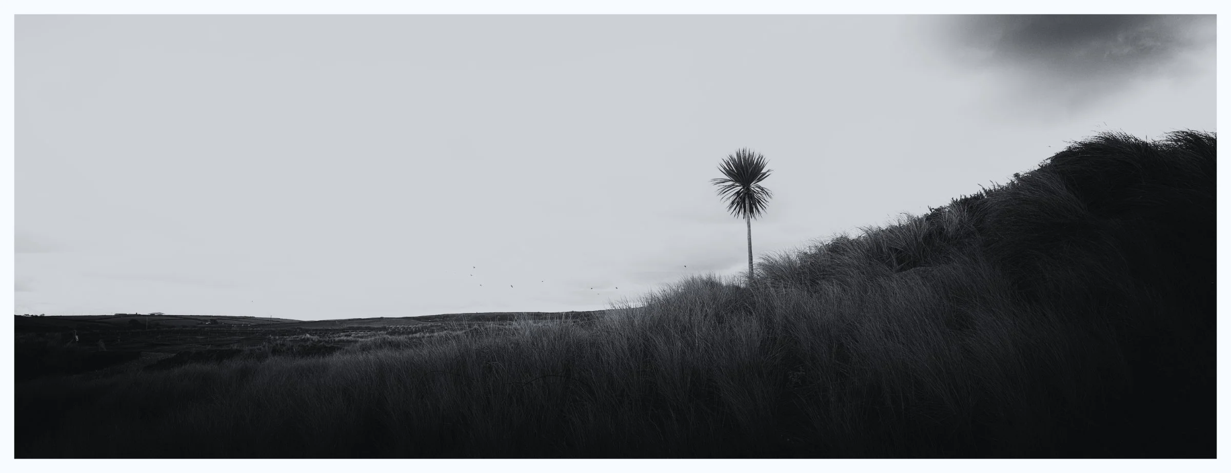 25-132 PDI Comps Monochrome 01 Lonesome Palm.jpg