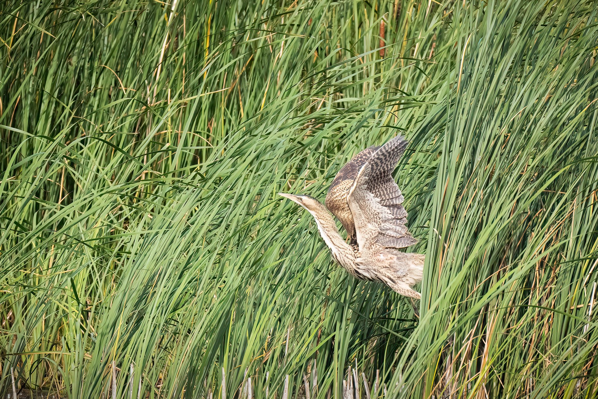 Bittern