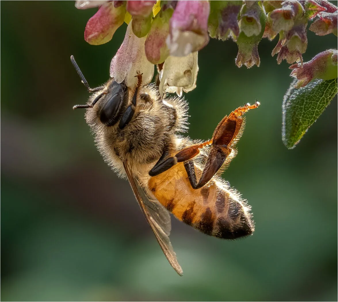 Honey Bee Apis