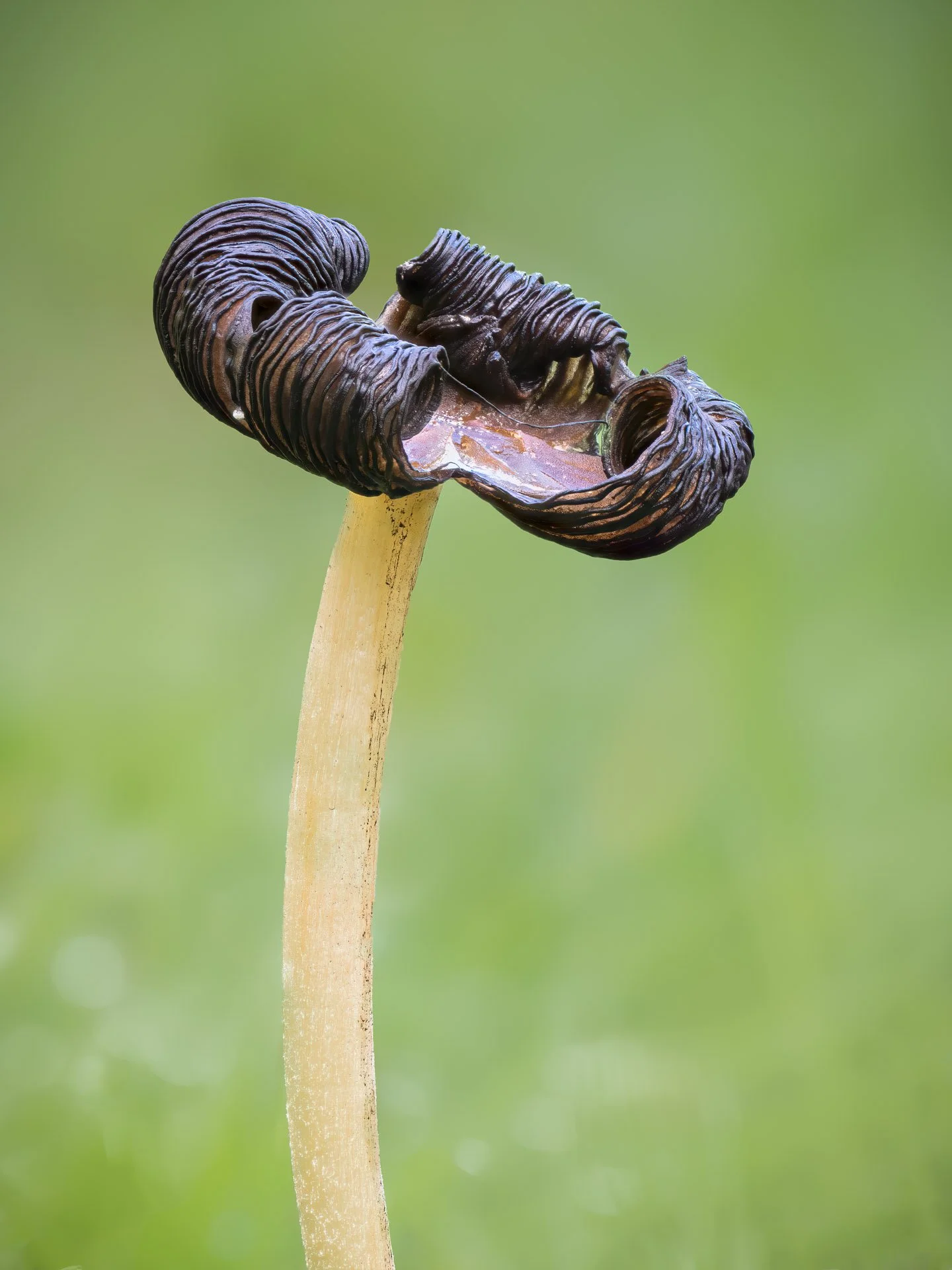 Ink Cap Fungi