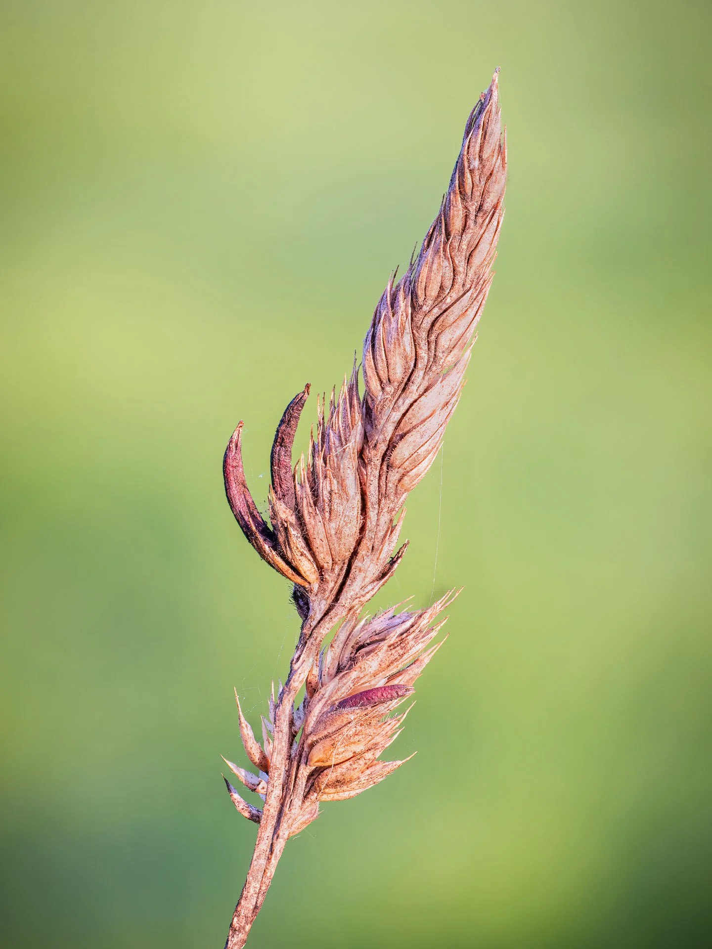 Ergot fungi found on wheat