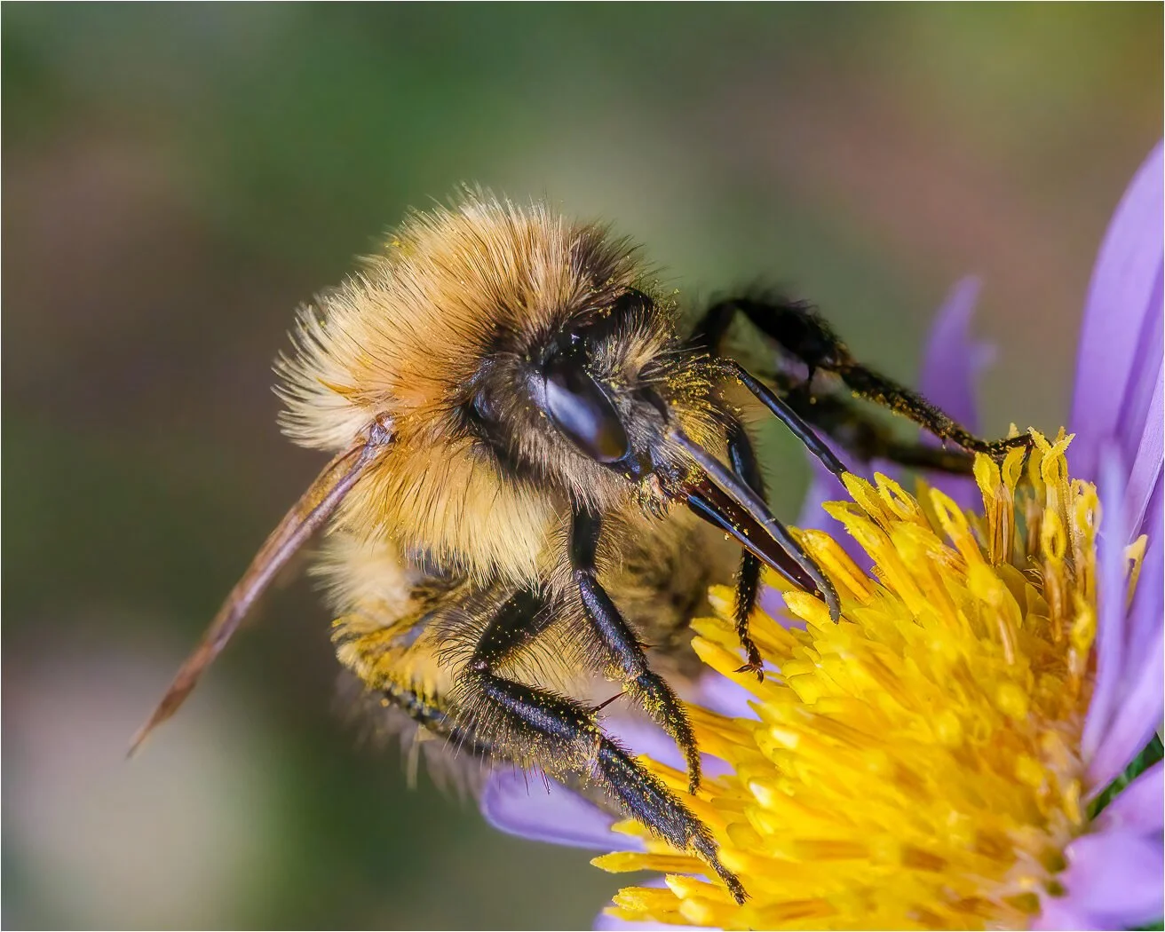 Bumblebee