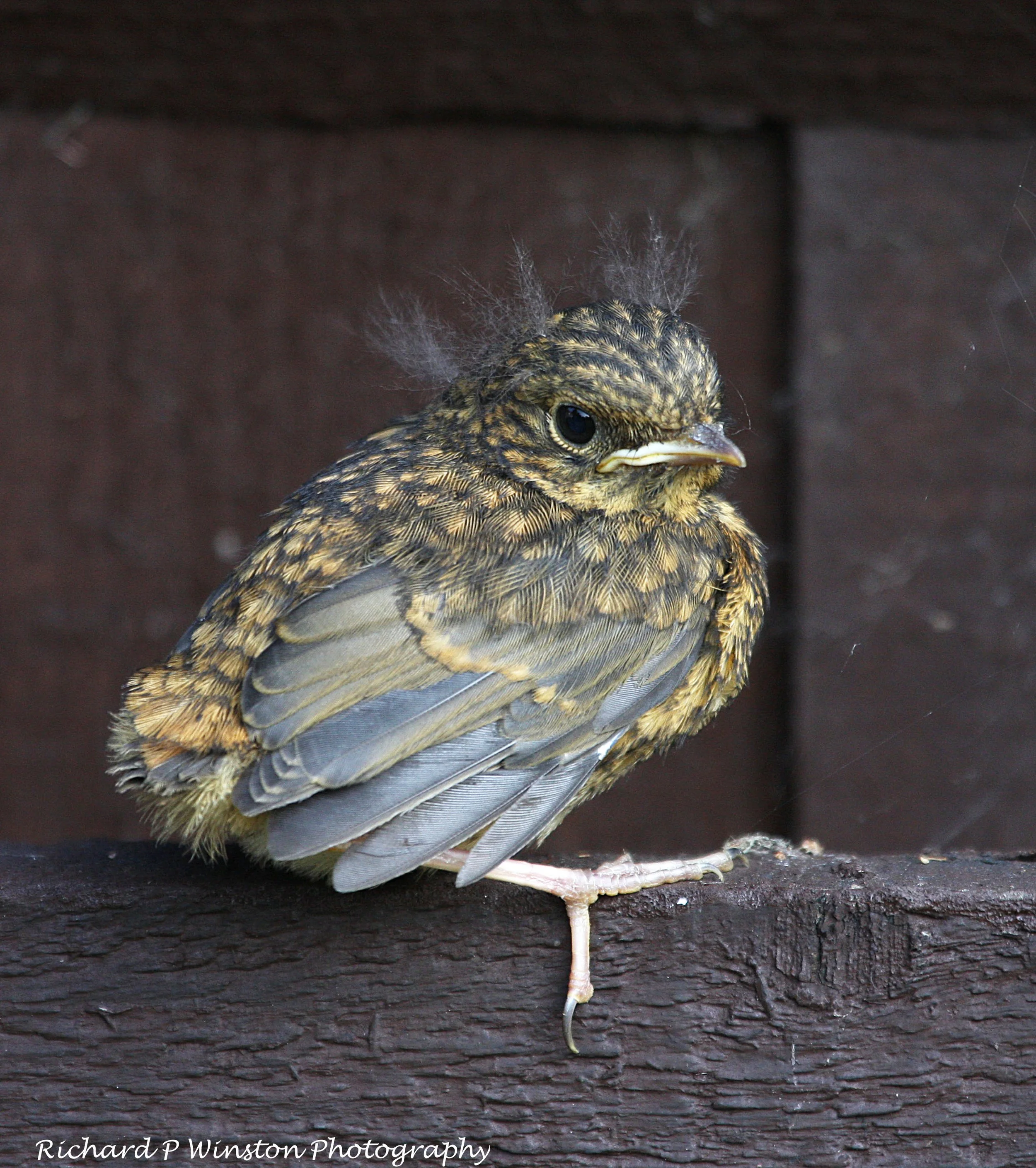 Fledgling Robin - Bad Hair Day - 2018 (Set Subject (Young) - 1st Place)