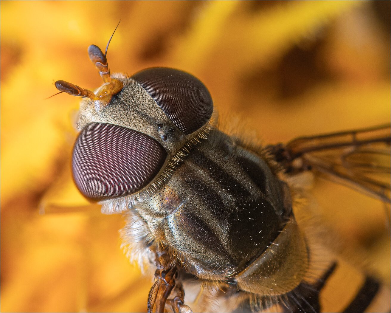 Head of Hoverfly