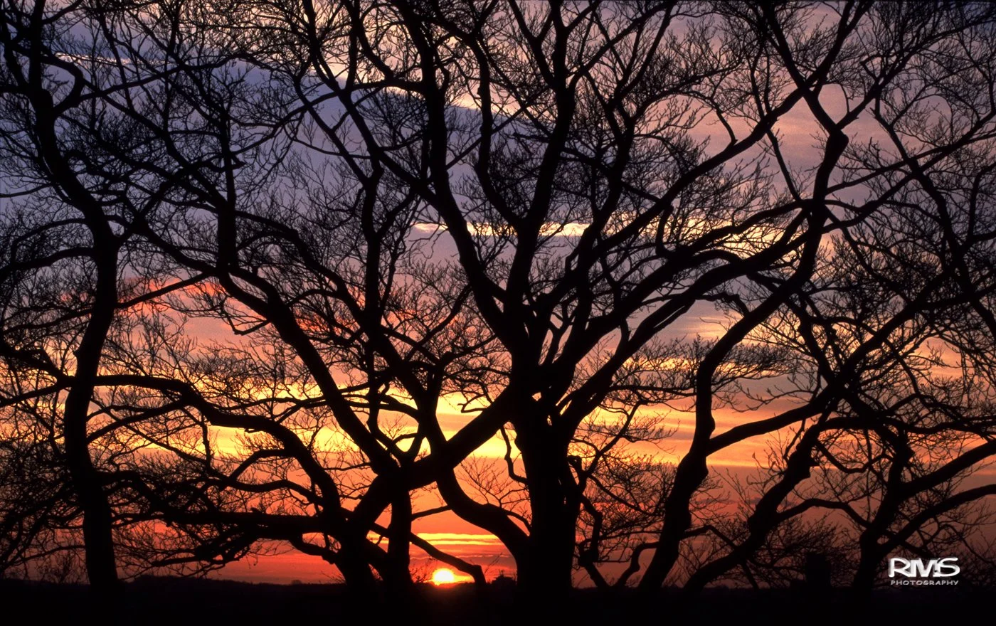 Greenwich Park Sunset