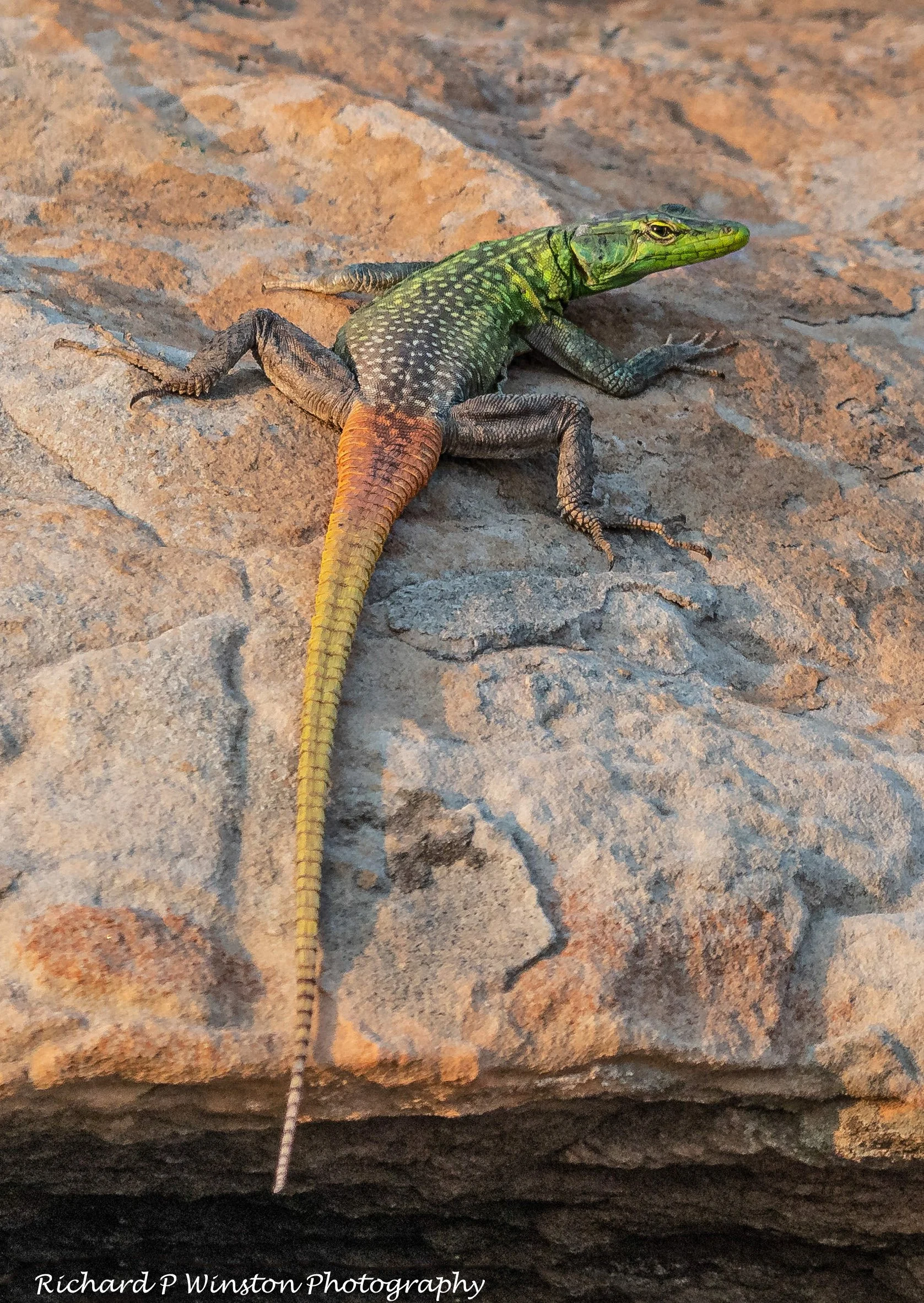 Rainbow Lizard - 2024 (Nature PDI - 1st Place)