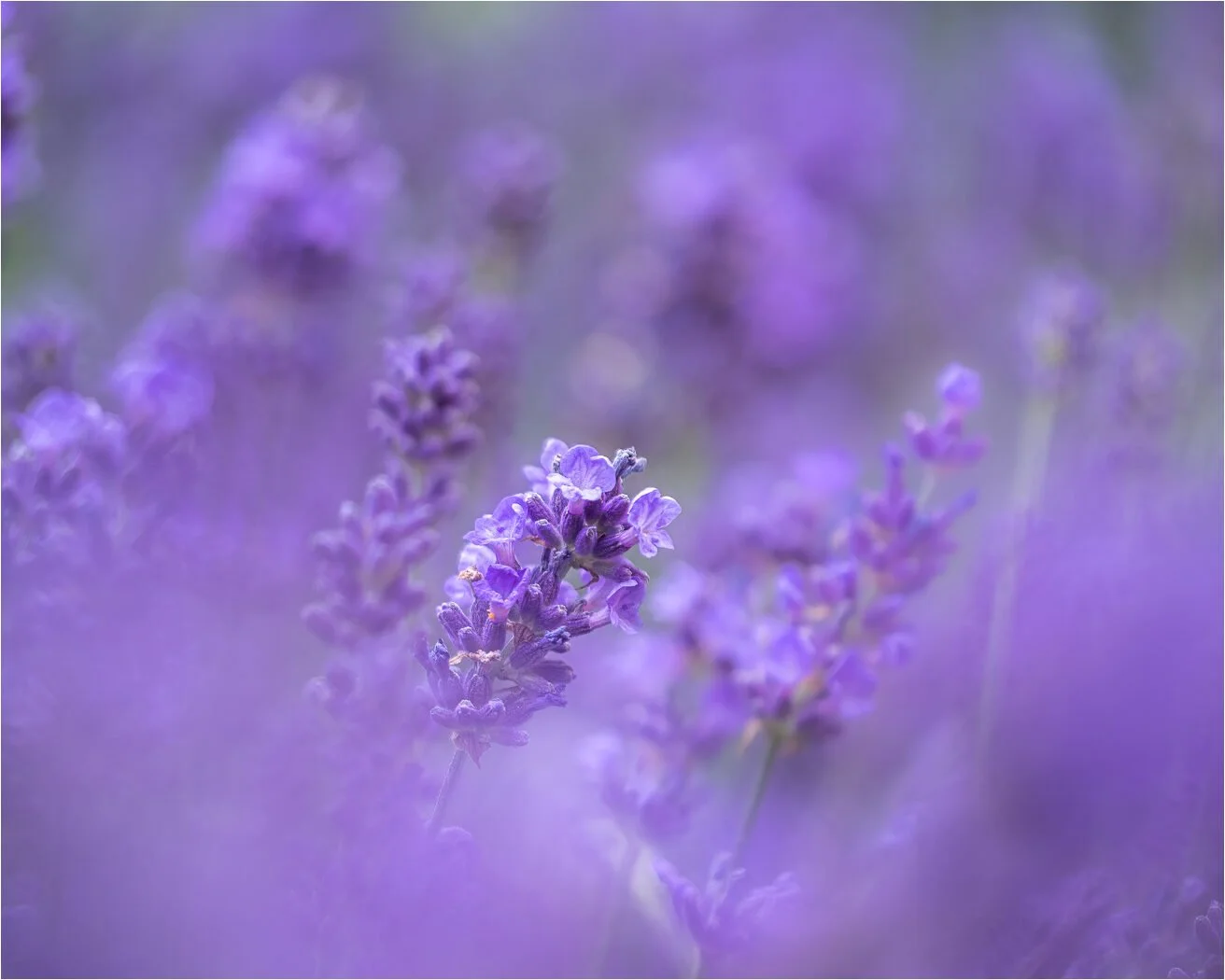 Lavender 