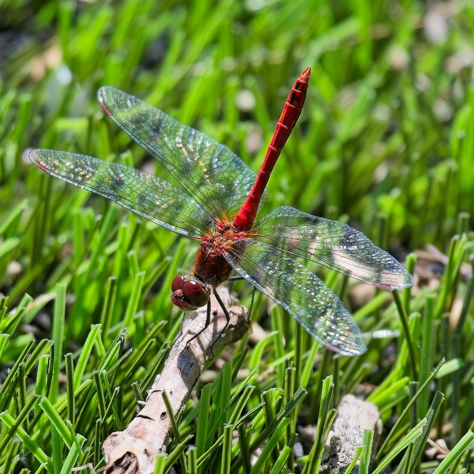 25-132 PDI Comps Colour Round 1 02 Red Dragon.jpg