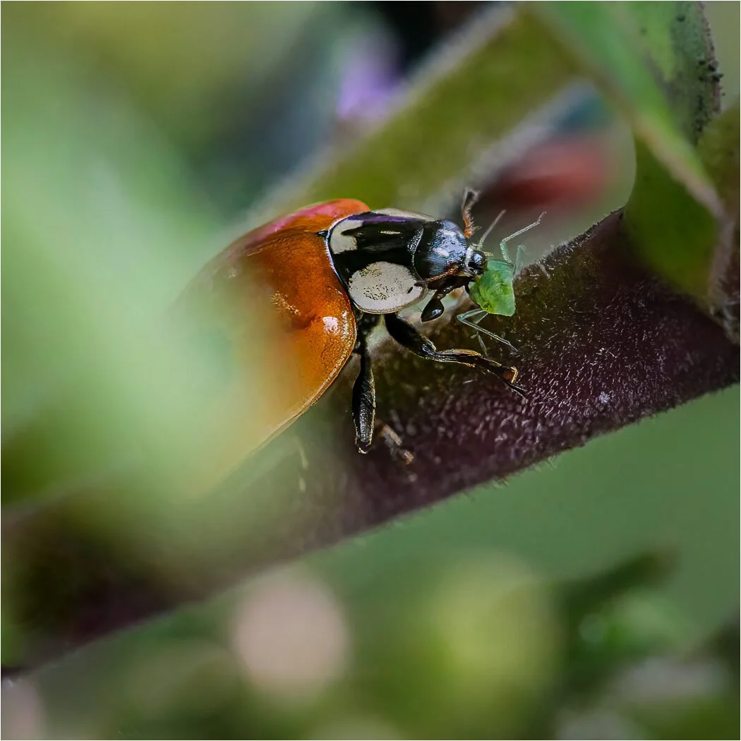 Ladybird meal
