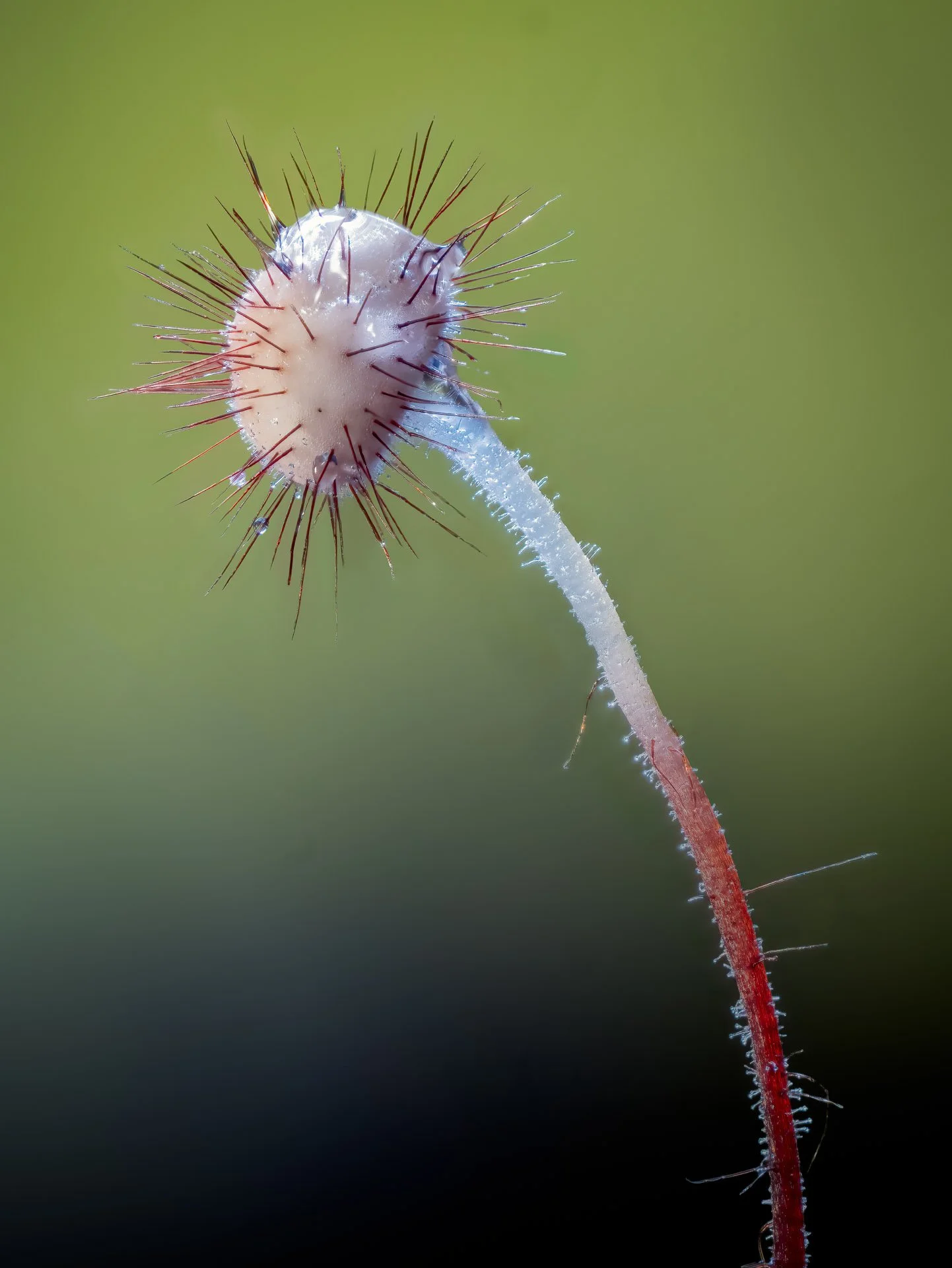 Holly Parachute Fungus