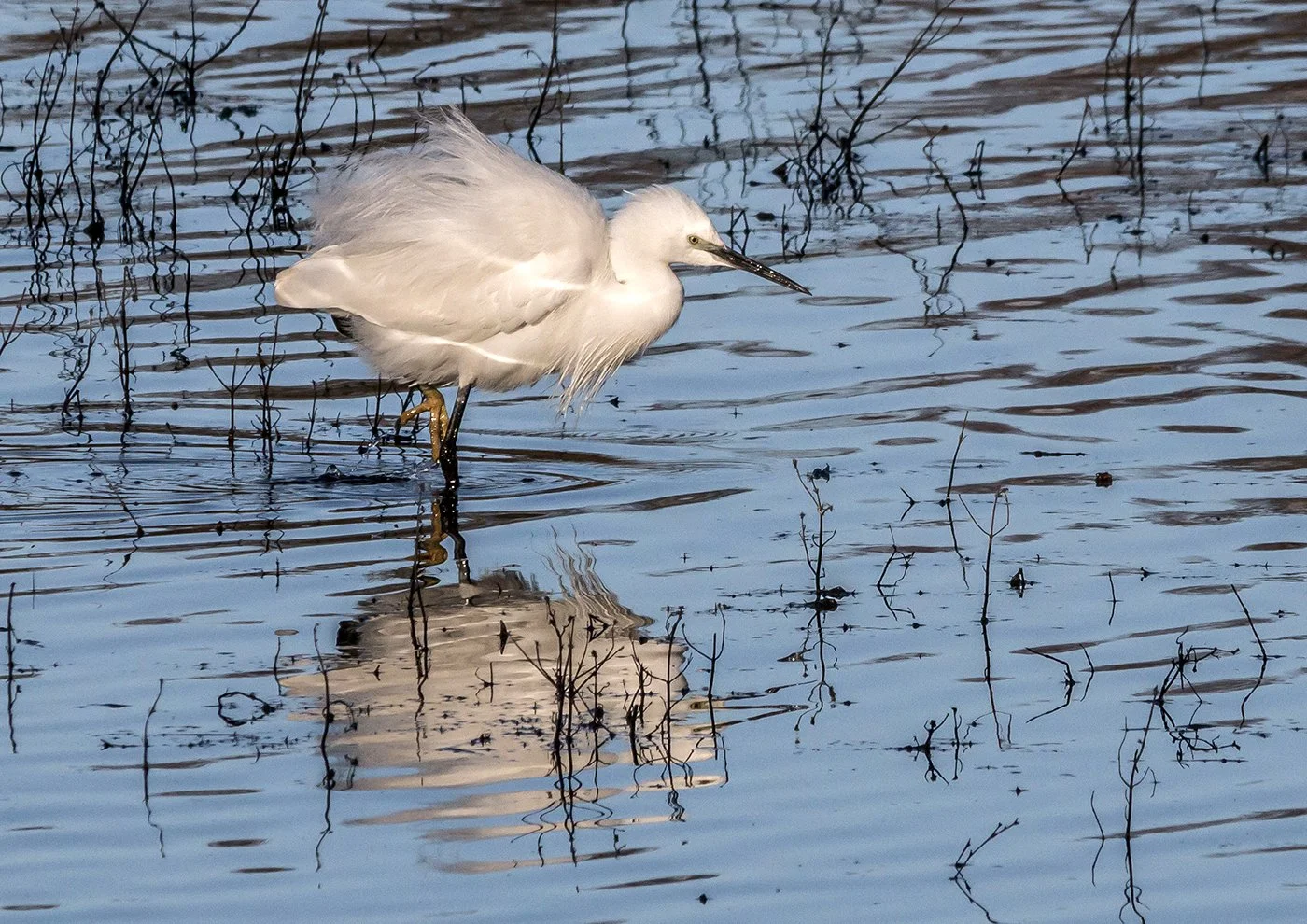 Juvenile Little Egret