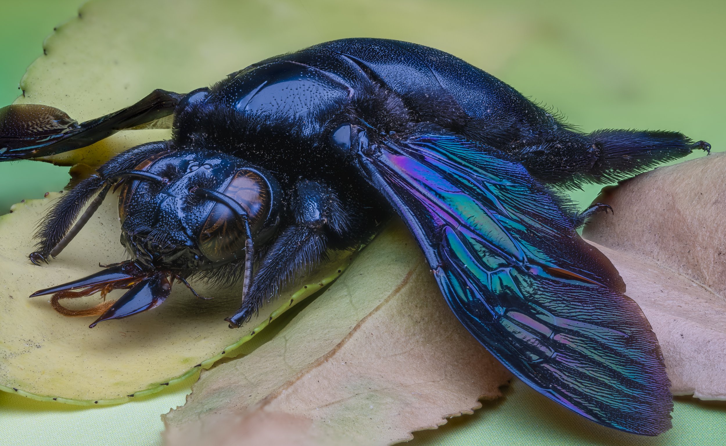26 133 Carpenter Bee.jpg