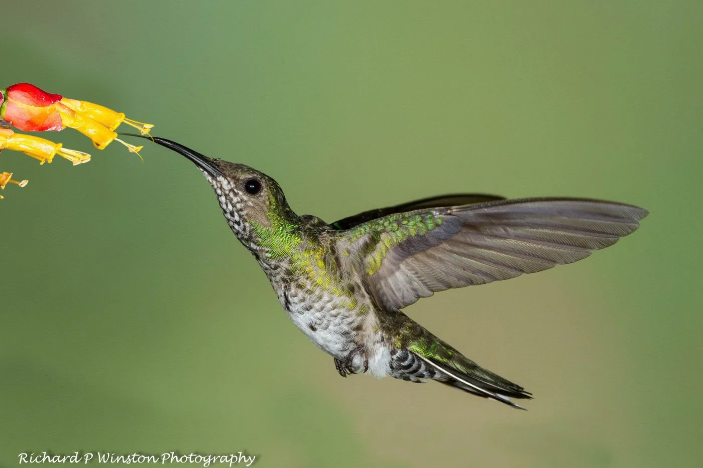 White Necked Jacobin Female - 2017 (Nature PDI - 1st Place)