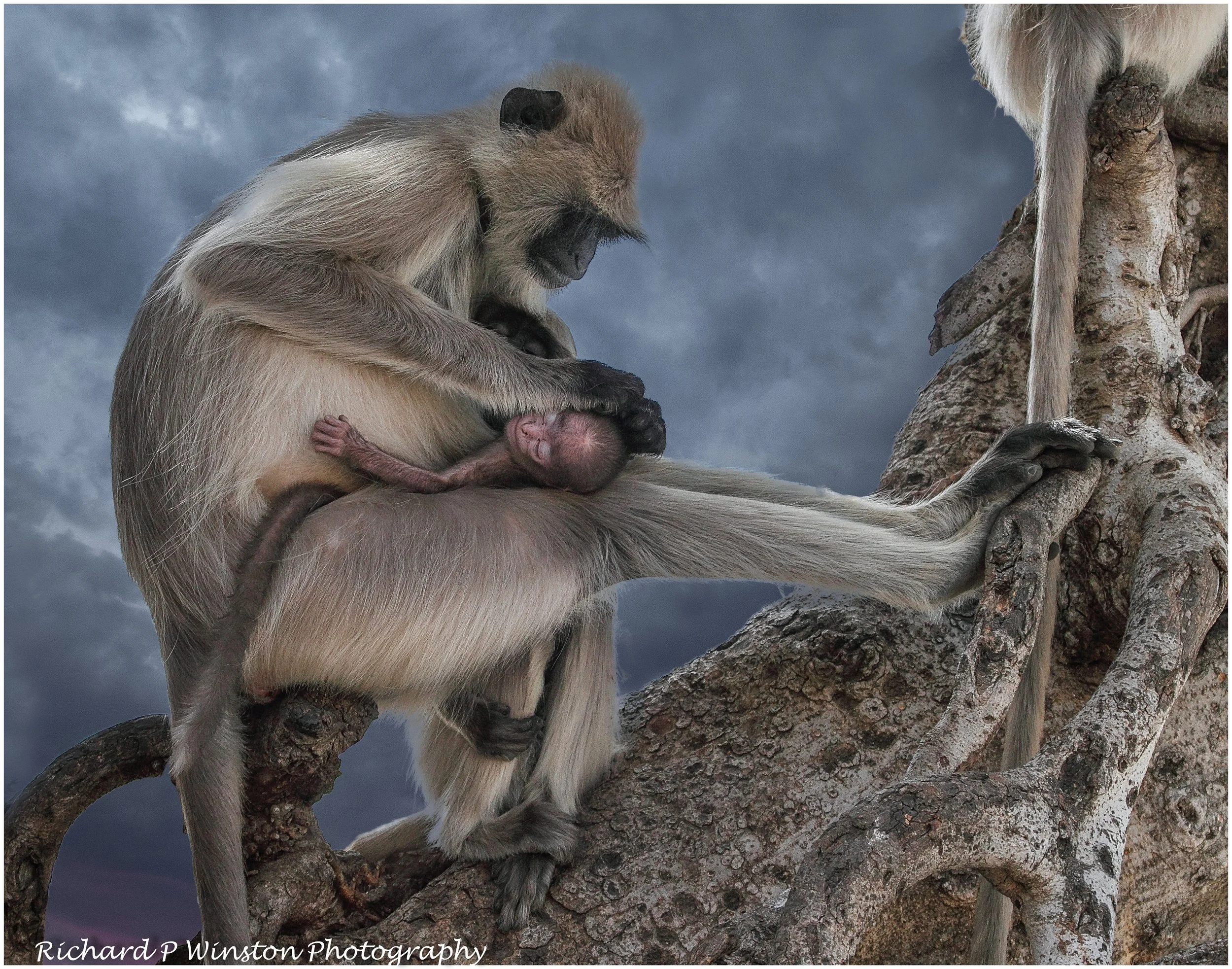 Common Langur Family Group - 2023 (Meinertzhagen Trophy - 20pts)