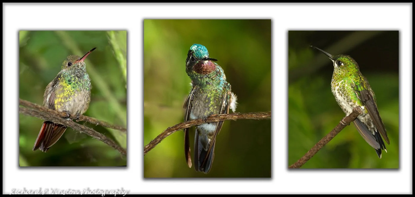 Hummingbird Heaven - 2017 (Portfolio of 3 - 1st place)