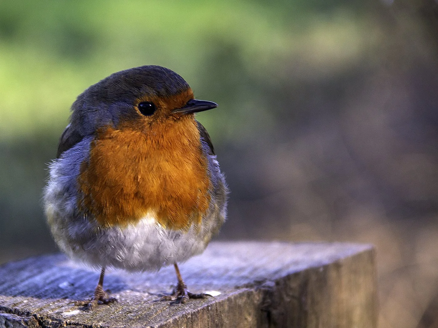 126 23 colour round 3 ROBIN 1.jpg