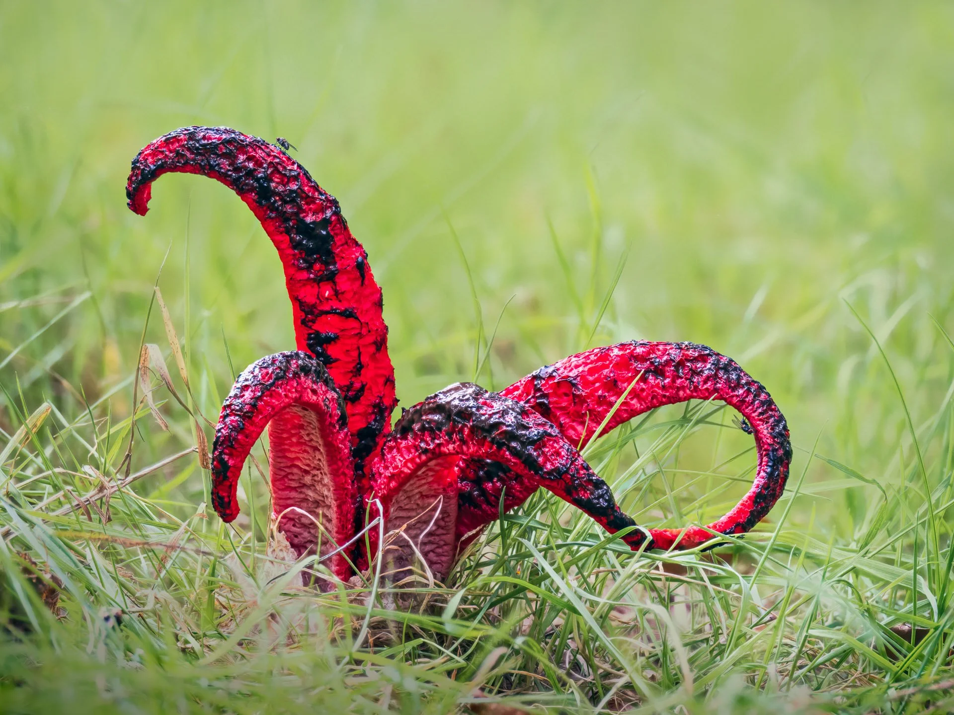 Devil's Finger Fungus