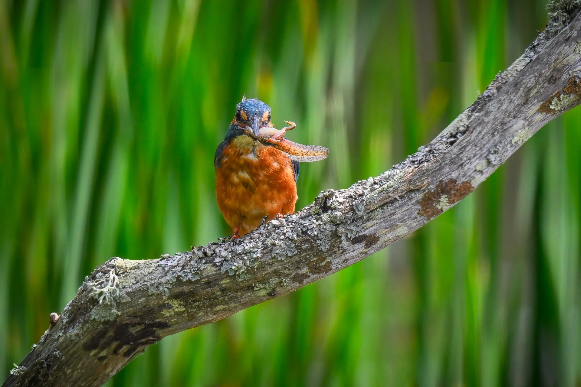 Kingfisher
