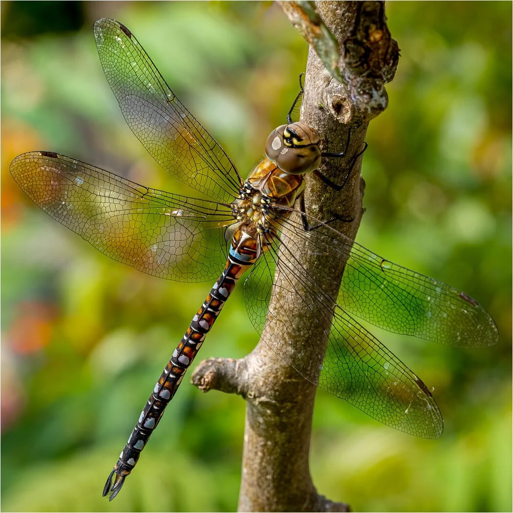 Migrant Hawker