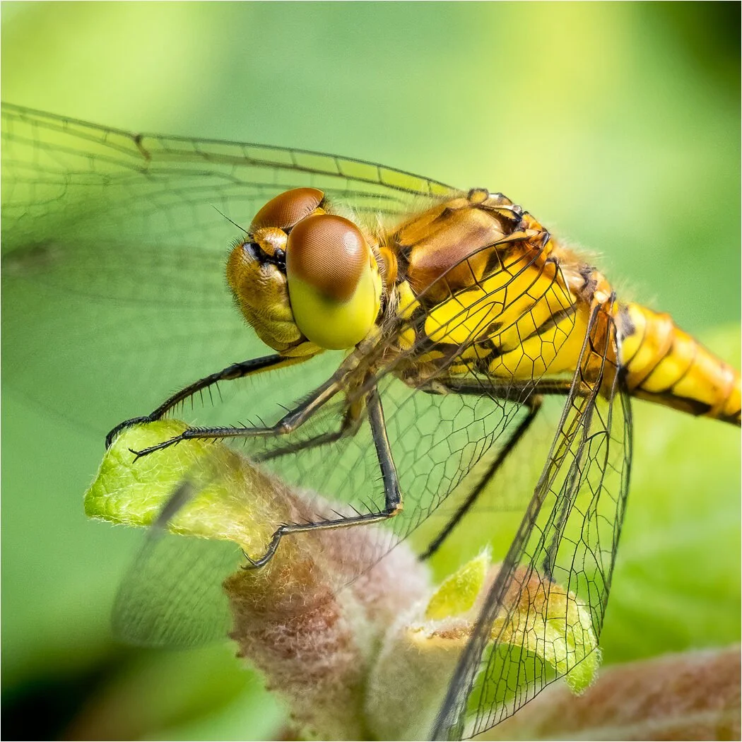 Head of Dragonfly