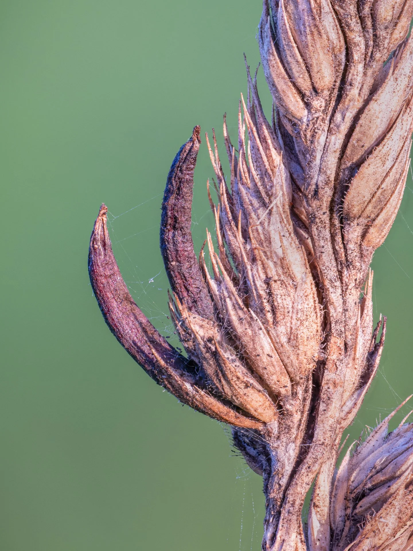 Ergot fungi found on wheat