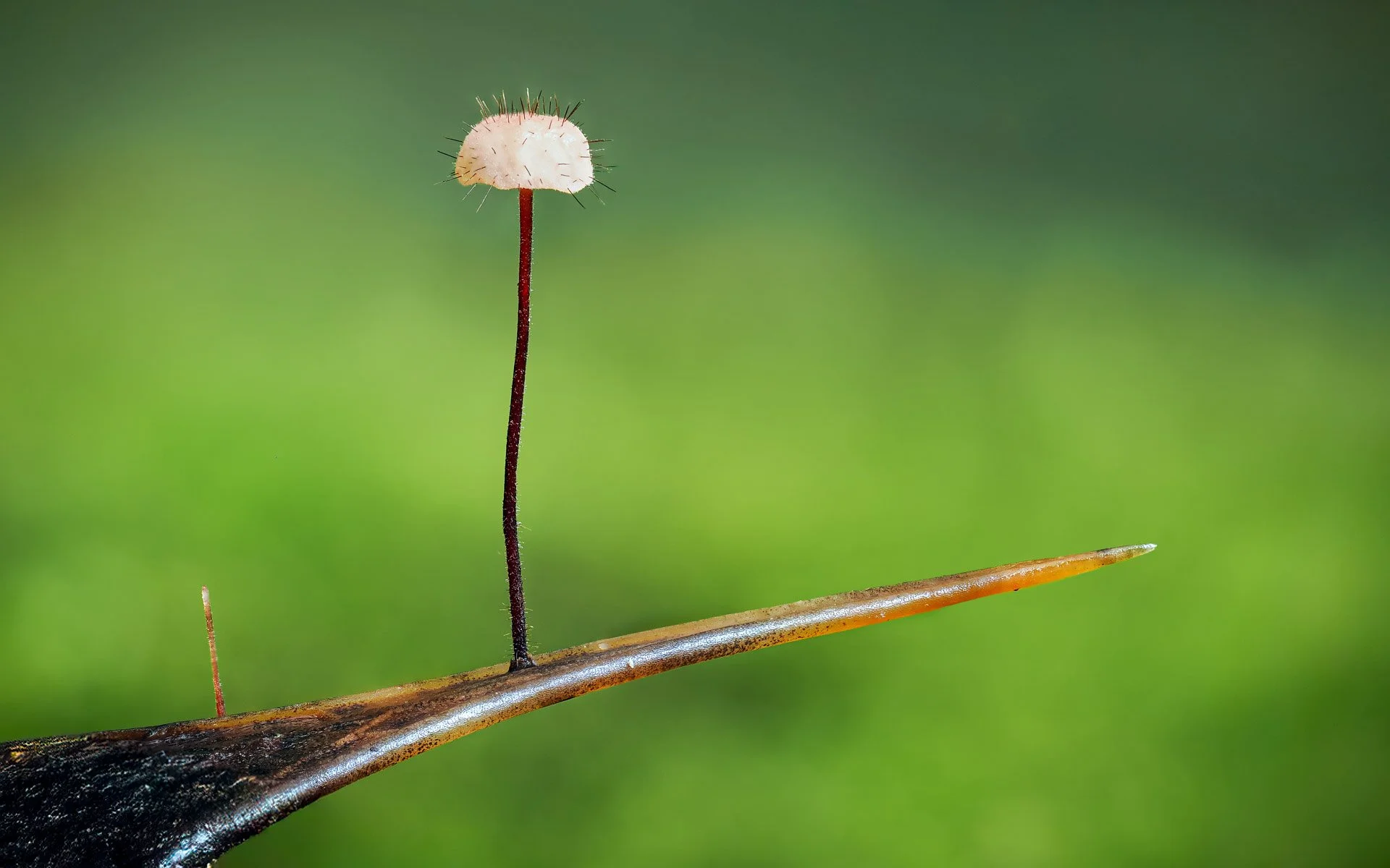 Holly Parachute Fungus on spike of holly leaf