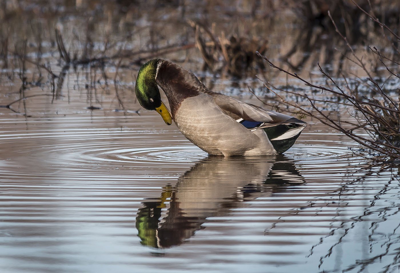 Male Mallard (Anas Platyrhynchos) preening