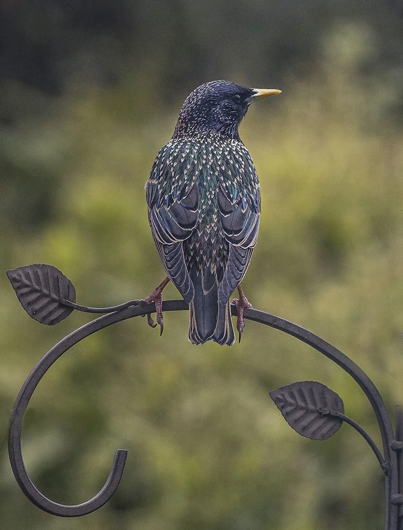 Starling