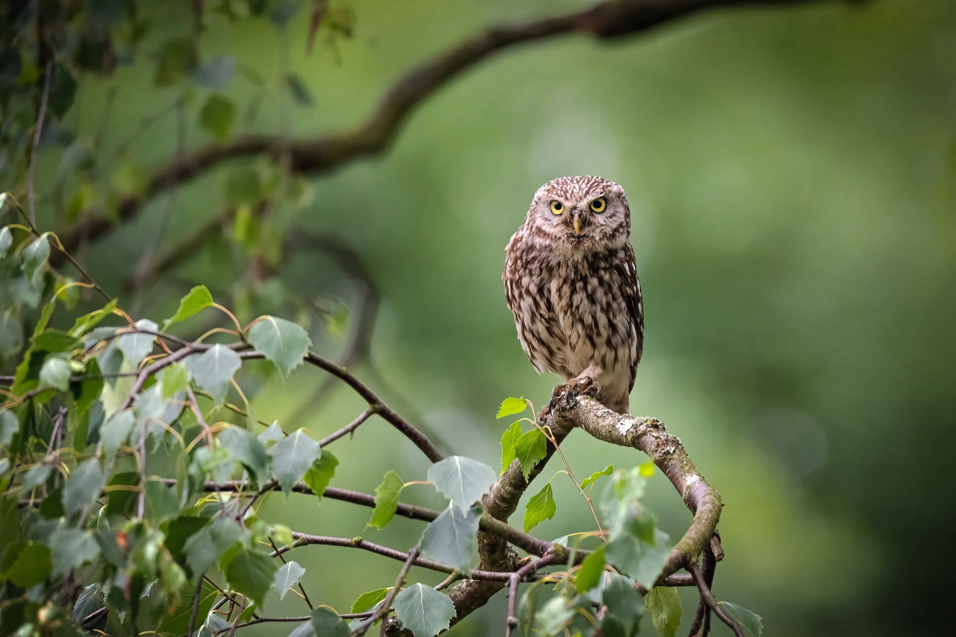 Little Owl