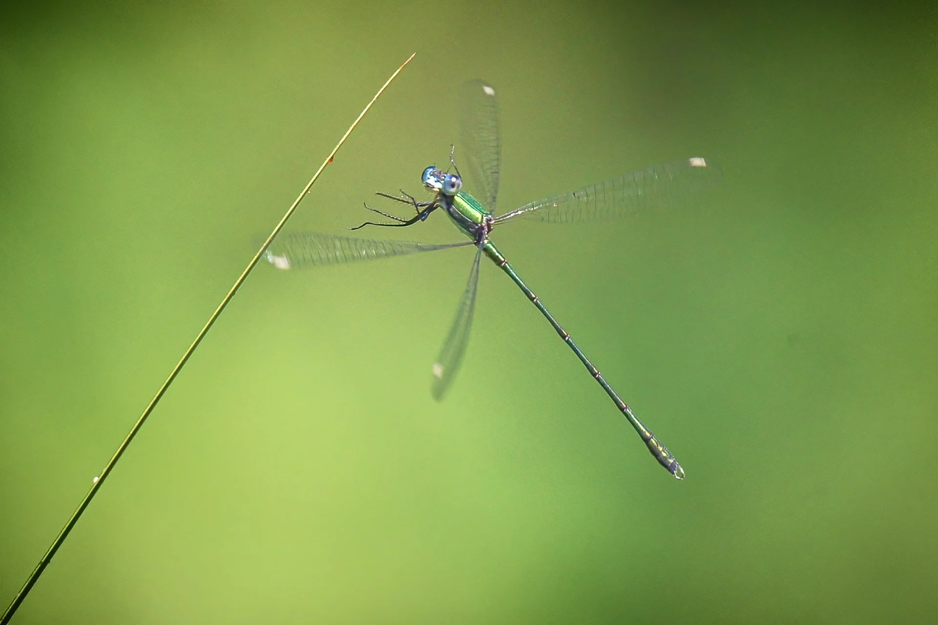 Emerald damselfly about to land