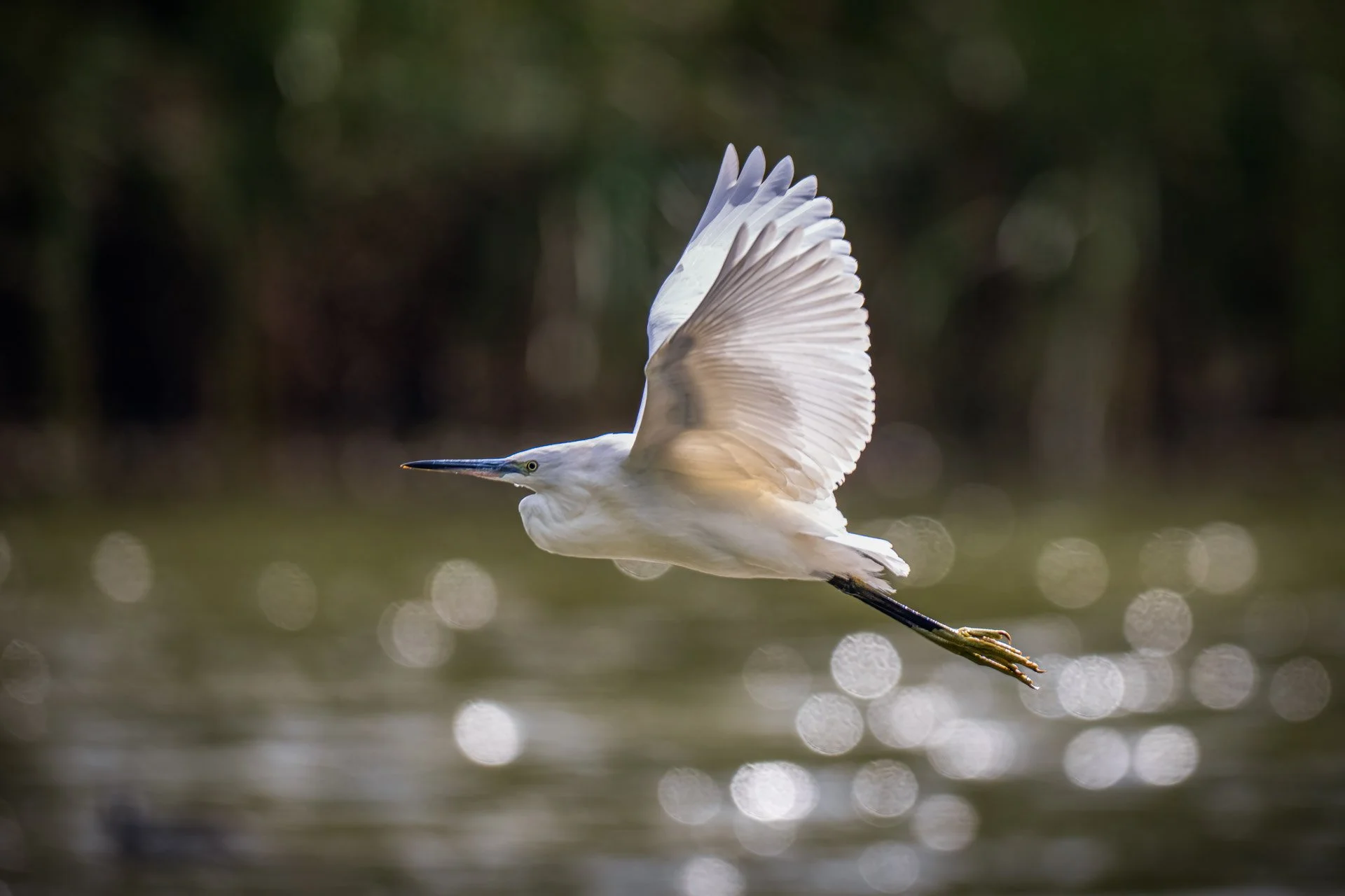 Egret
