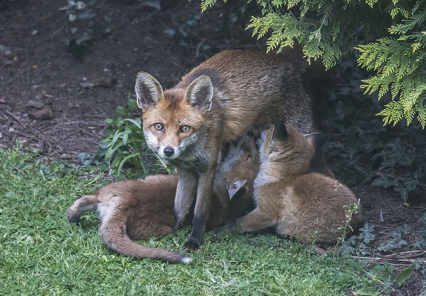 Urban Vixen and Cubs