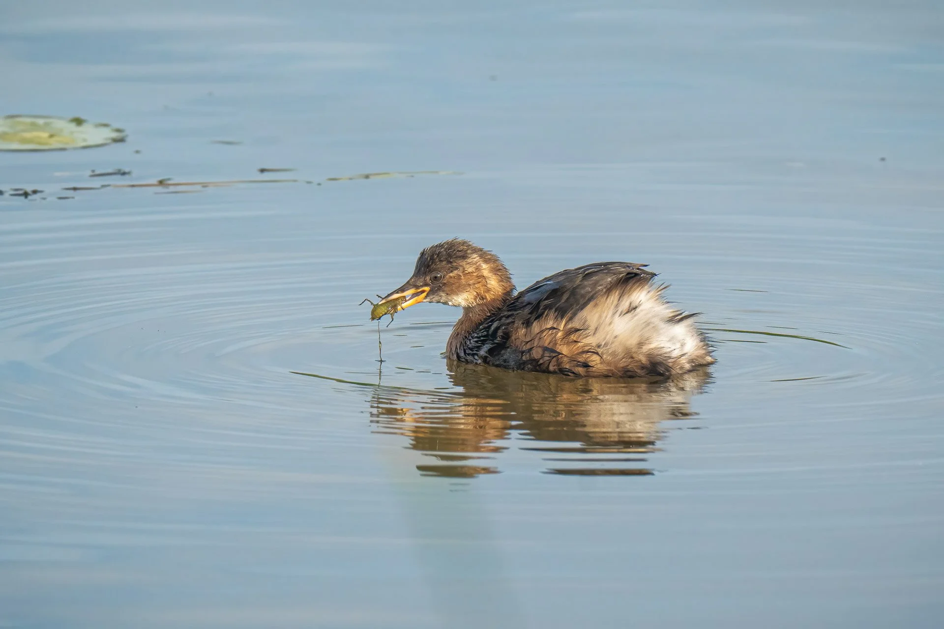 Little Grebe