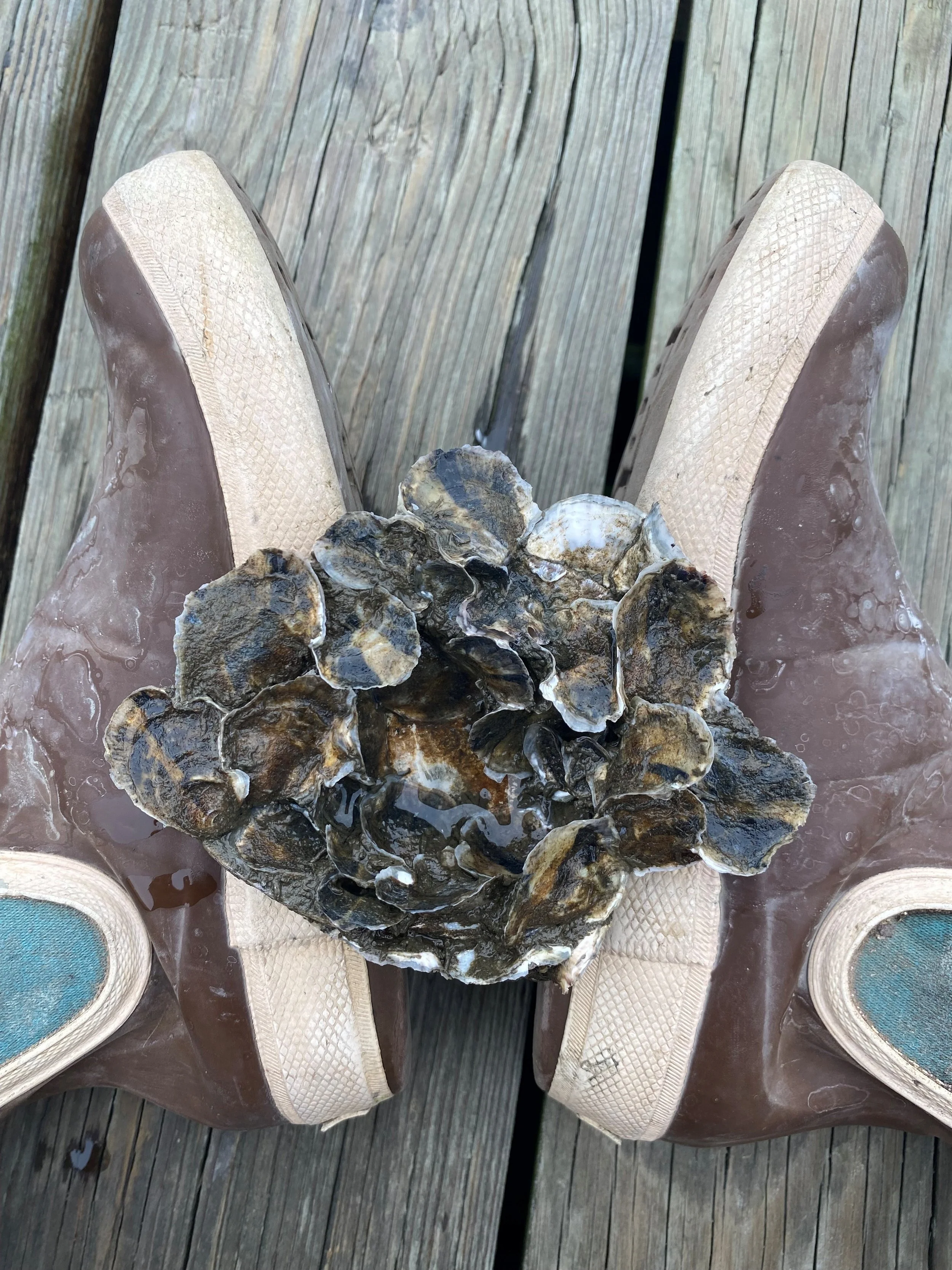 Town Dock Oyster Gardening
