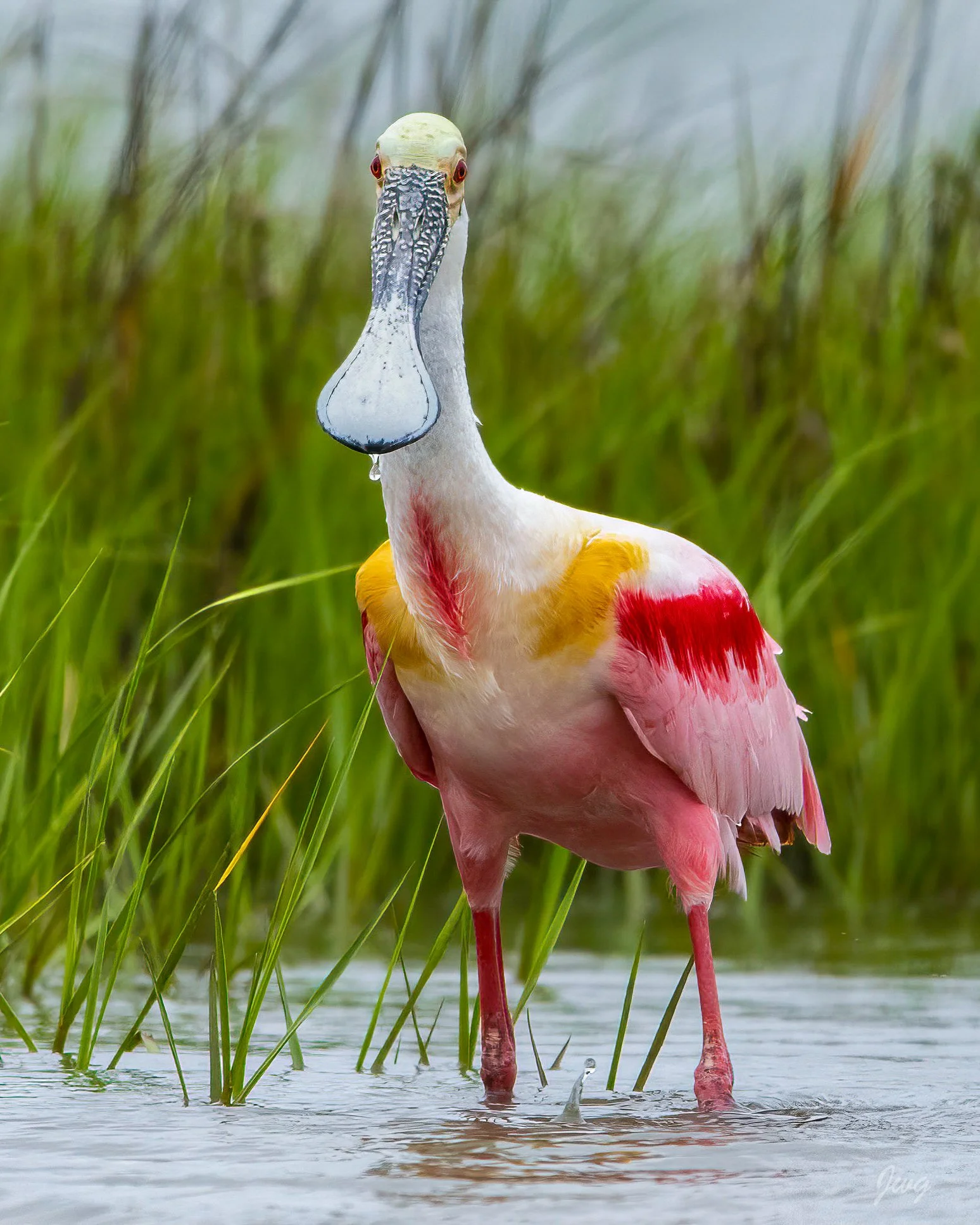 Roseate Spoonbill in colors