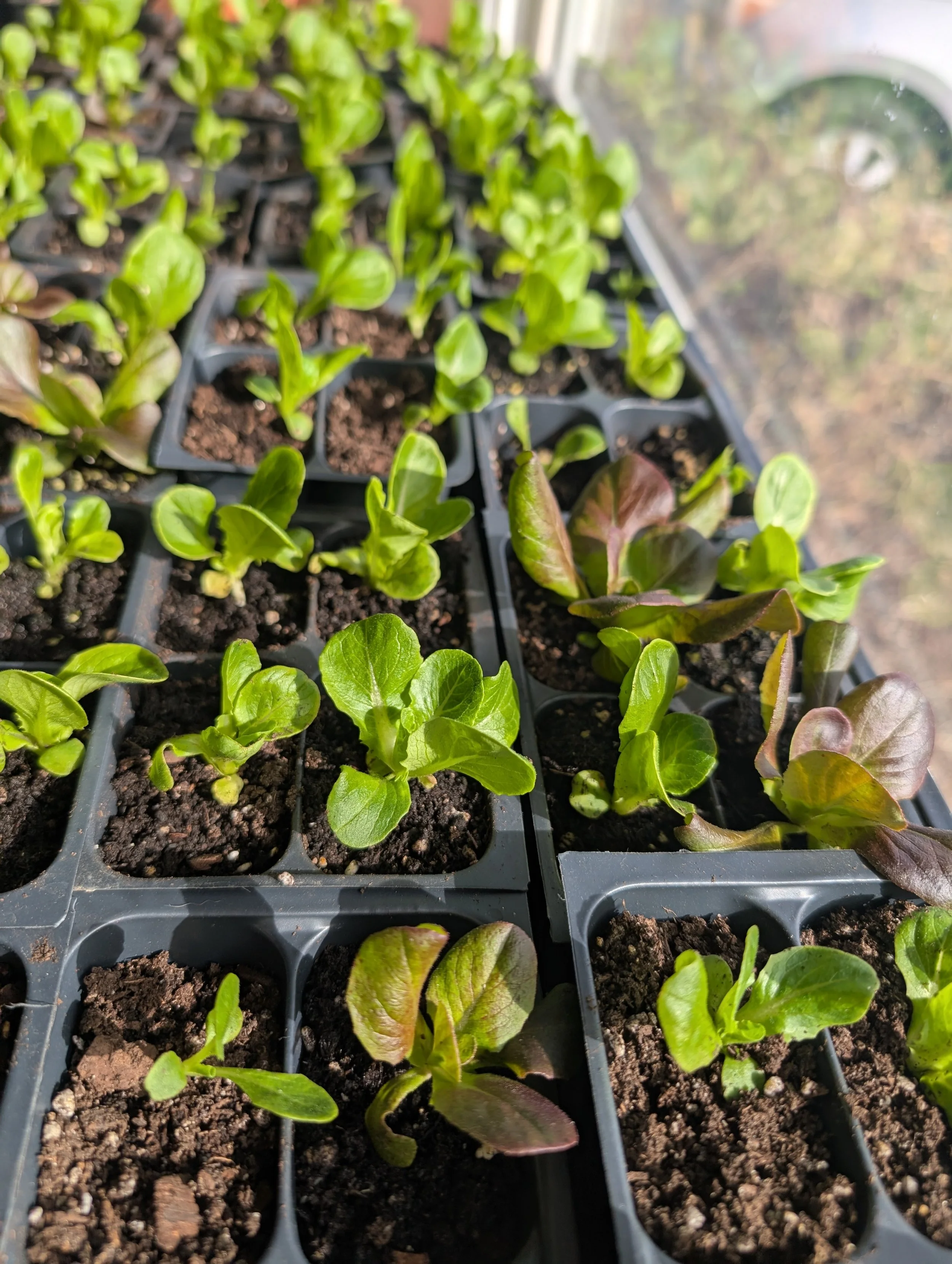 Seed Starting Class at Sycamore Station