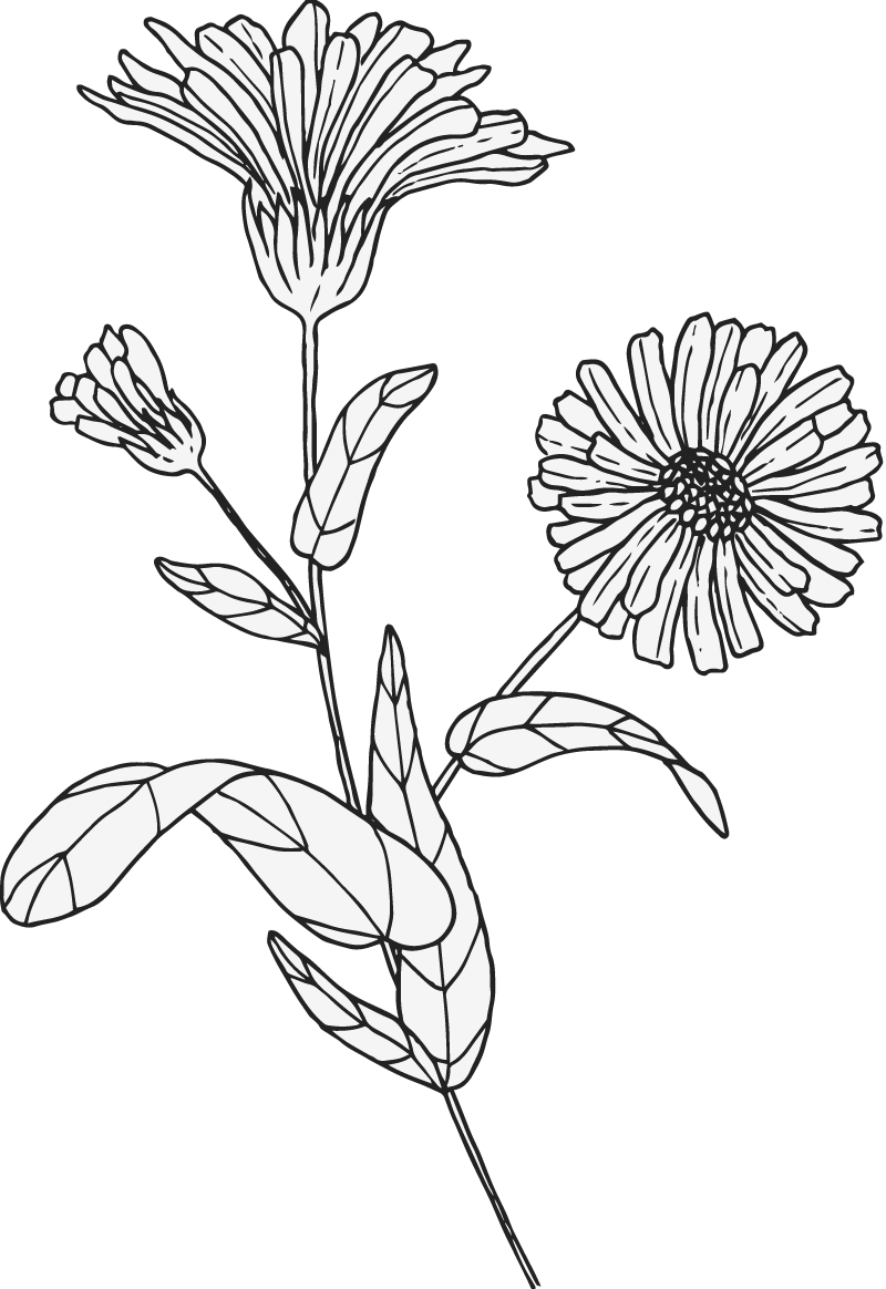 Black and white line drawing of a Calendula plant with two large flowers, leaves, and buds.