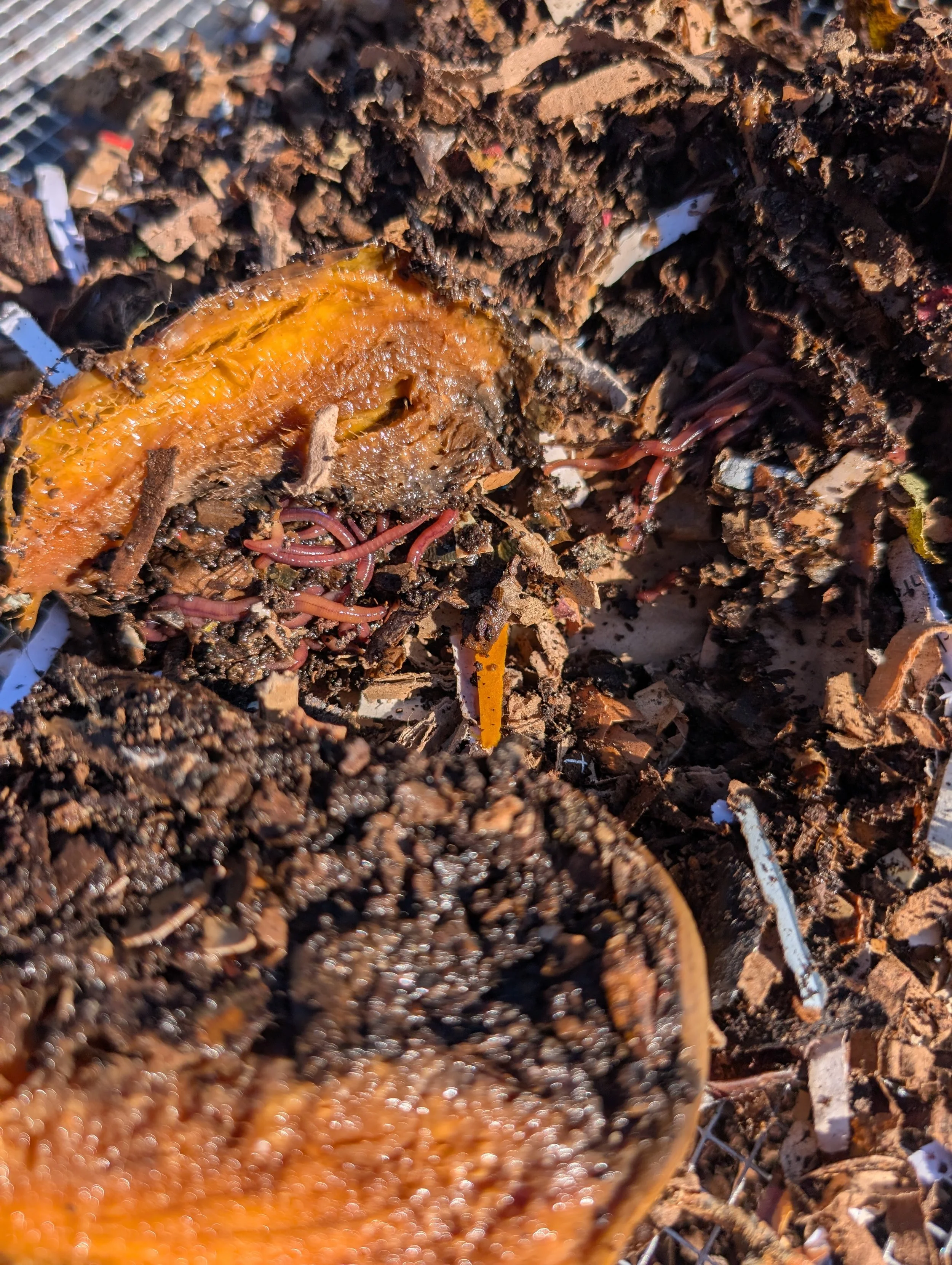 PXL_20251224_181640456 (1).jpg