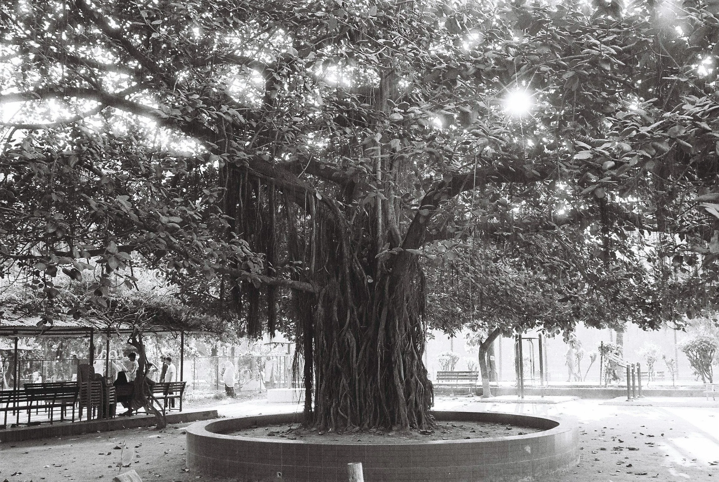 The Wise Banyan Tree, Uttara