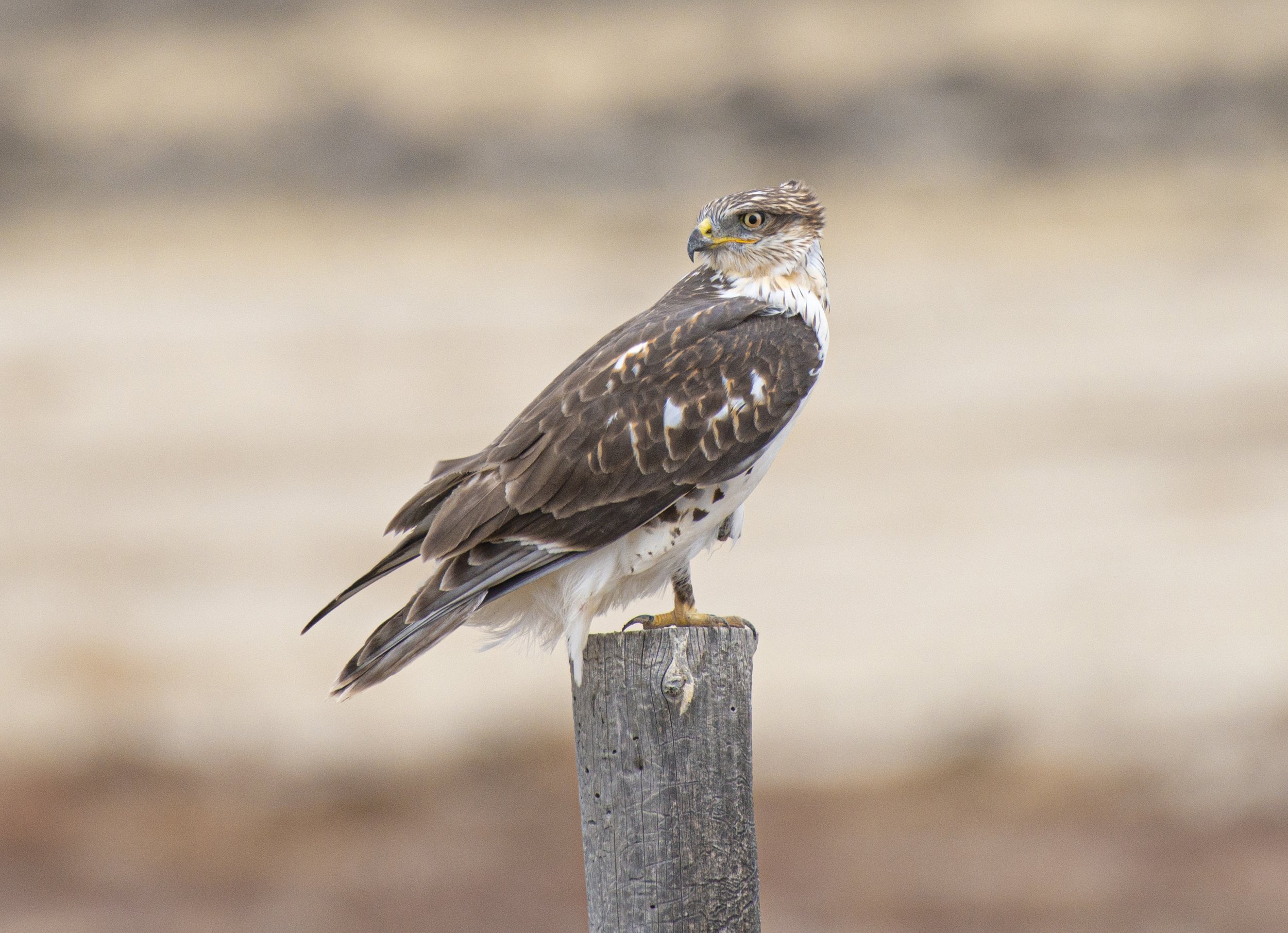 swansons hawk.jpg