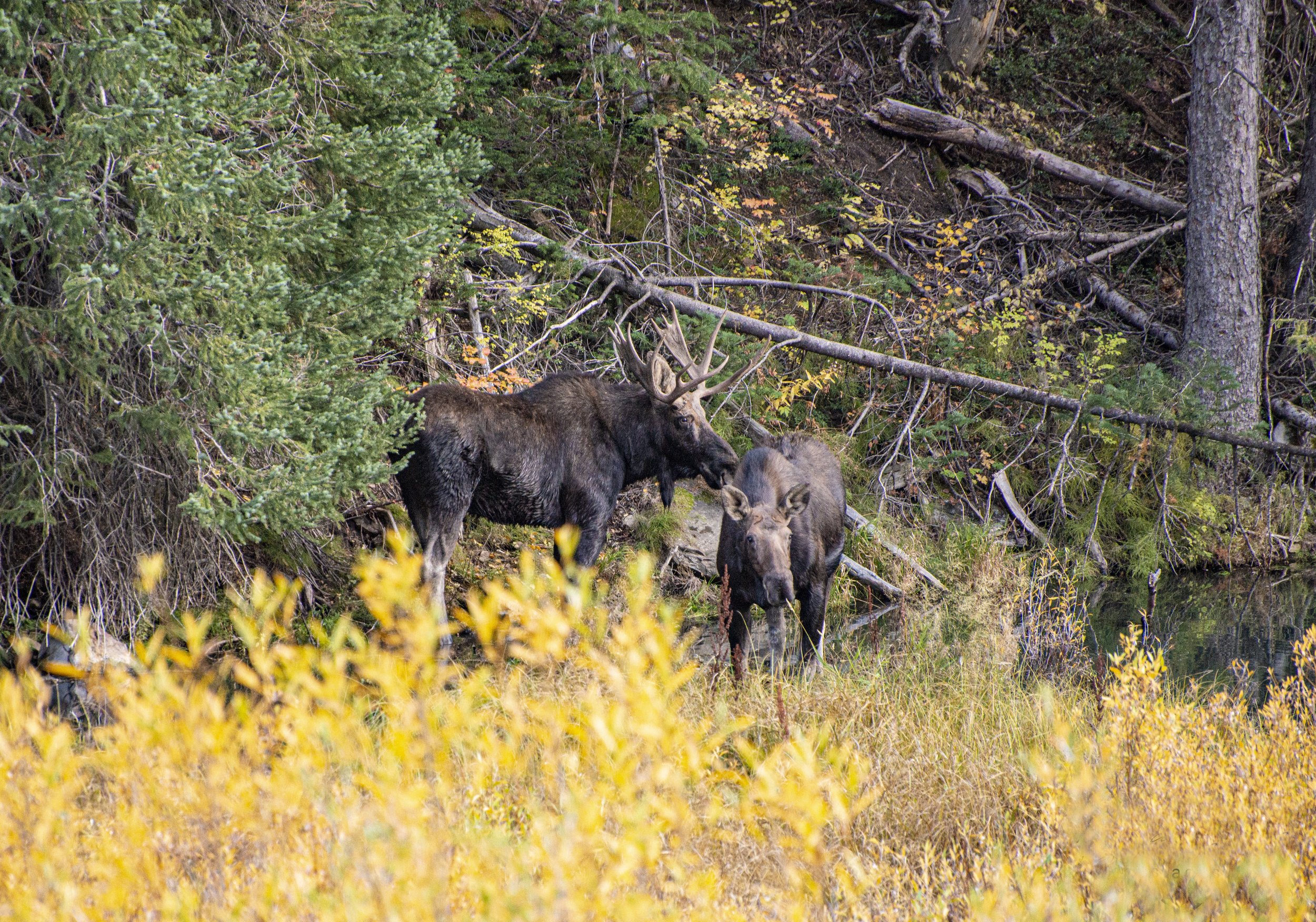 moose in fall.jpg