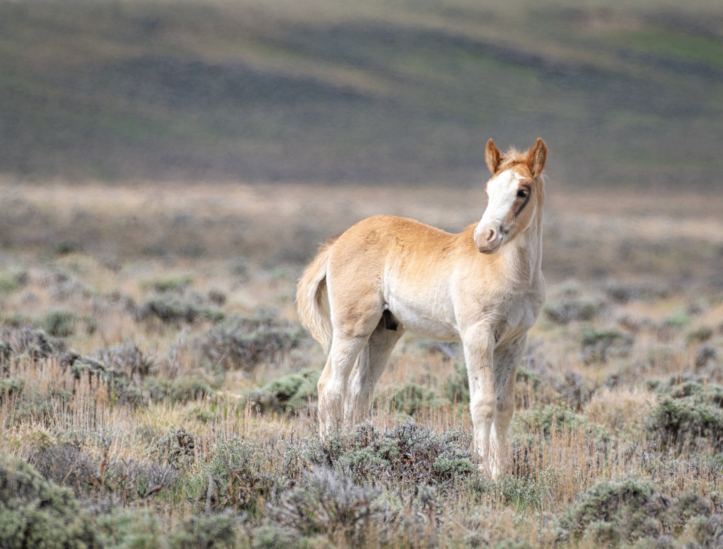 Salt Wells foal.jpg